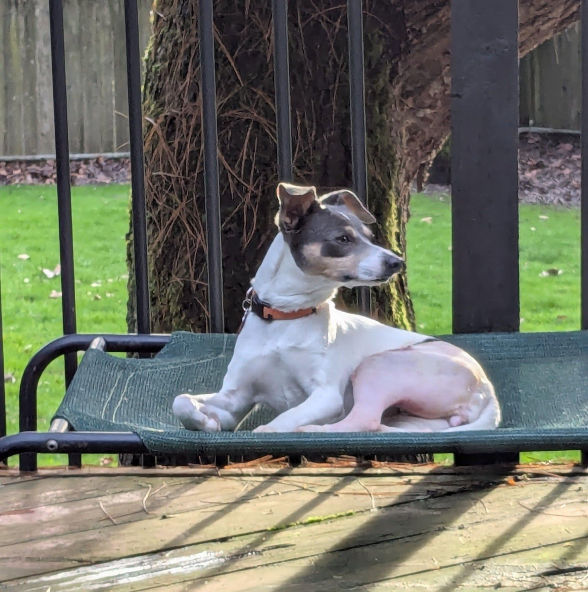 Enlarge Adelaide, a ADOPTABLE mixed breed in Clatskanie, OR image 3/6