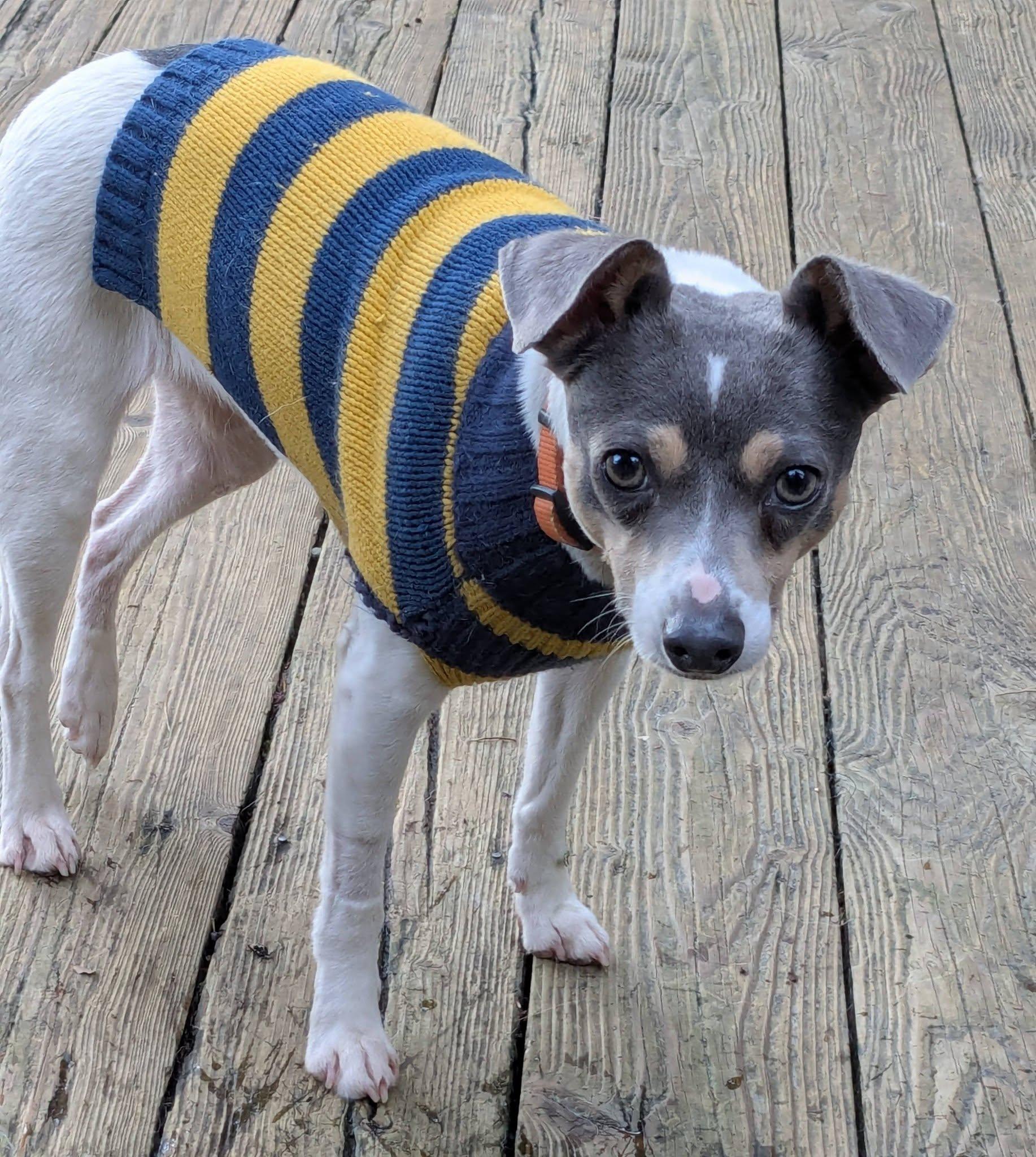 Enlarge Adelaide, a ADOPTABLE mixed breed in Clatskanie, OR image 2/6