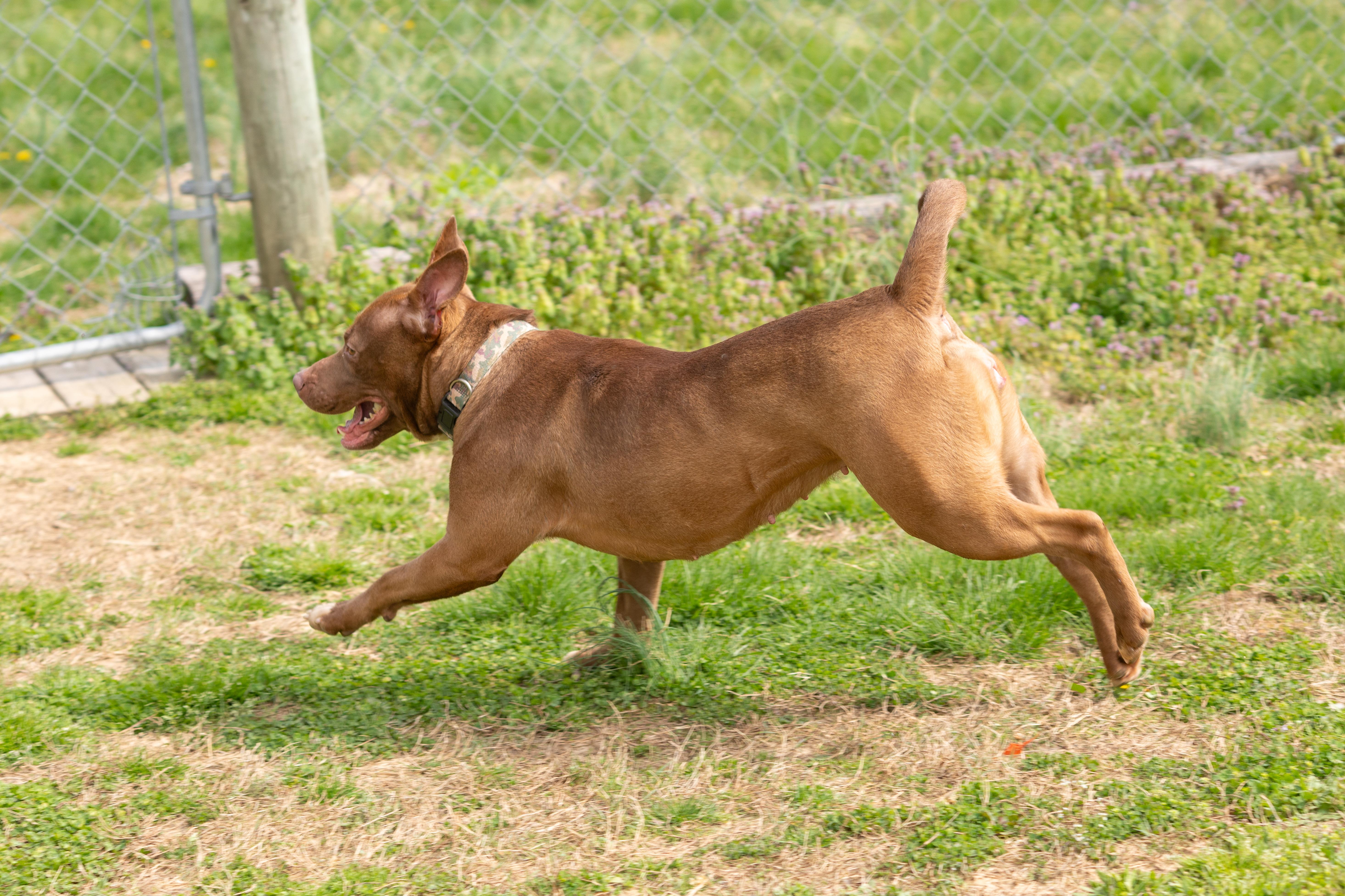 Enlarge CoCo, a ADOPTABLE Pit Bull Terrier in Dixon, KY image 2/4