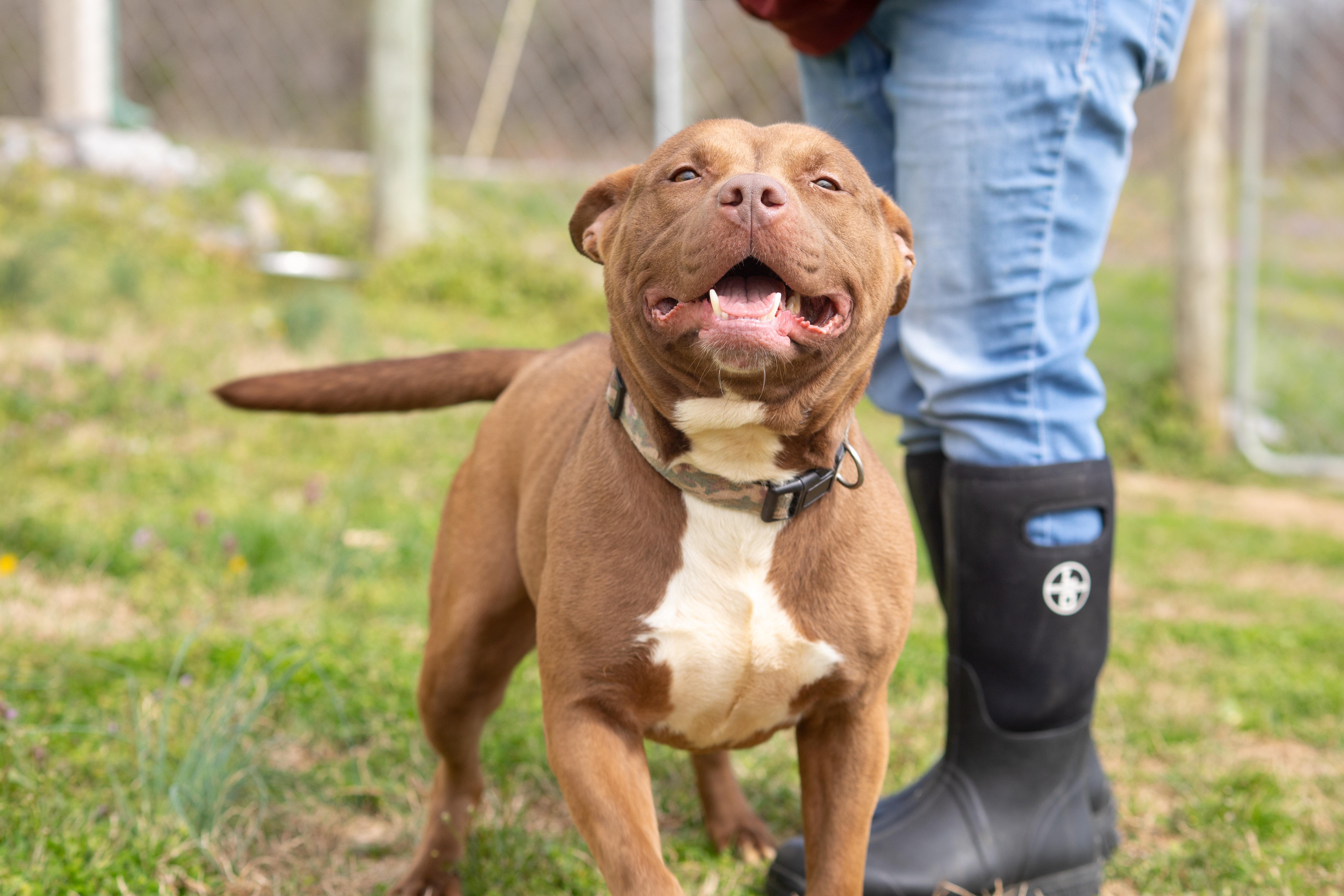 Enlarge CoCo, a ADOPTABLE Pit Bull Terrier in Dixon, KY image 4/4