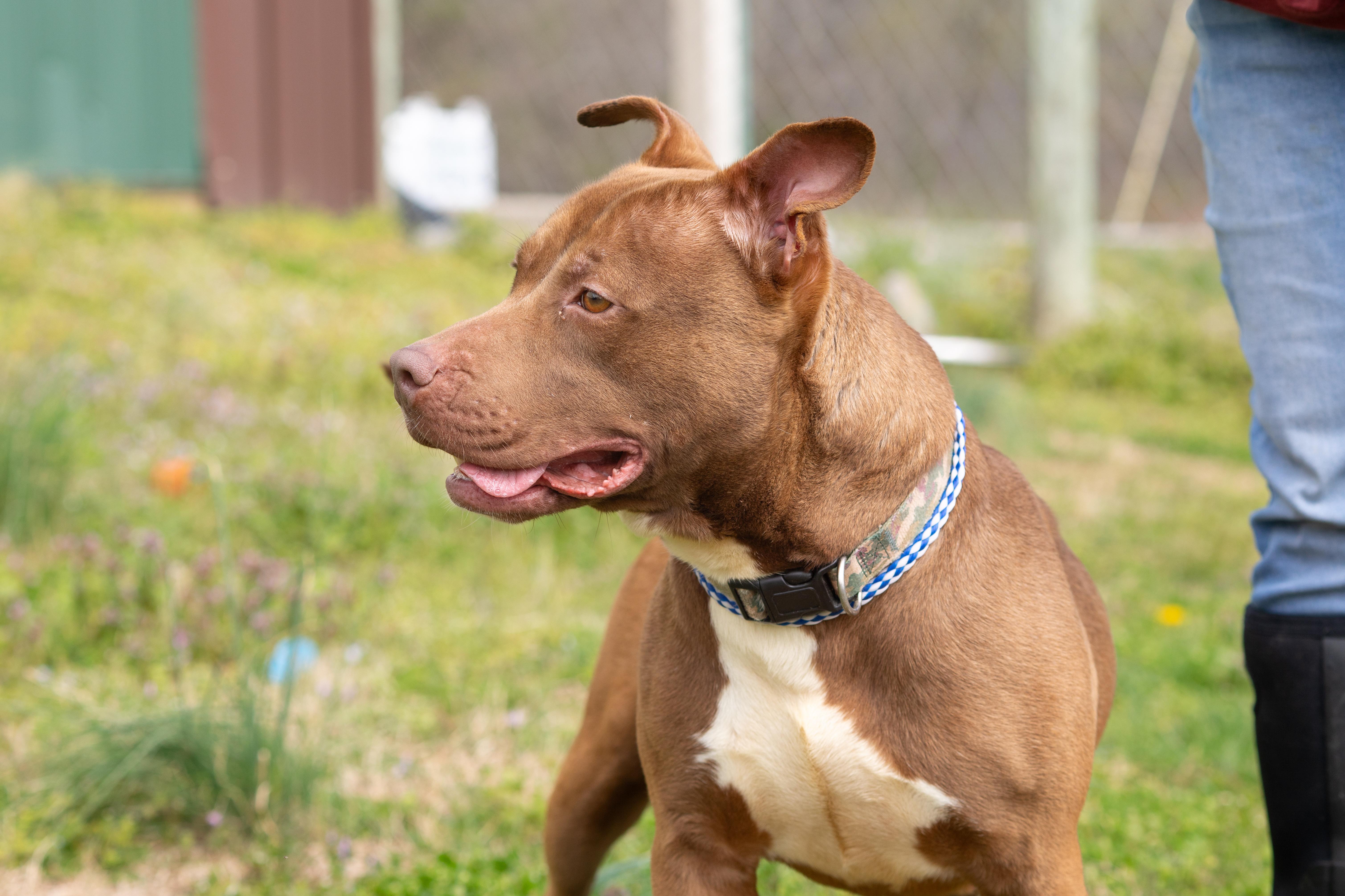 Enlarge CoCo, a ADOPTABLE Pit Bull Terrier in Dixon, KY image 3/4