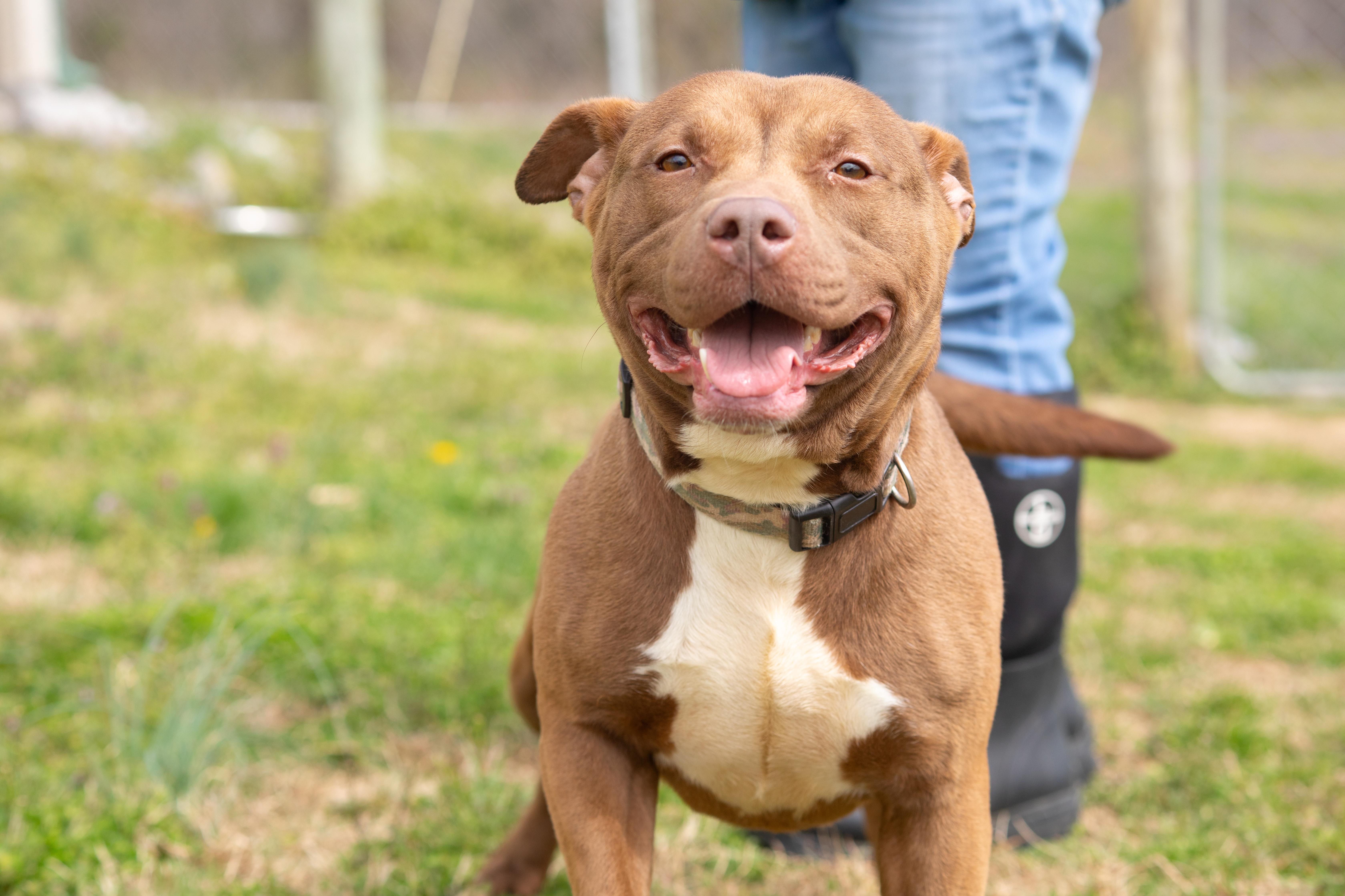 Enlarge CoCo, a ADOPTABLE Pit Bull Terrier in Dixon, KY image 1/4