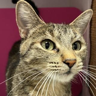 Fleur, Adoptable, Adult Female Domestic Short Hair.