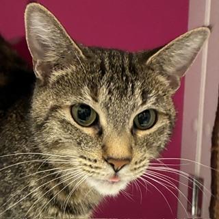 Enlarge Fleur, a Adoptable mixed breed in Santa Fe, NM image 2/3