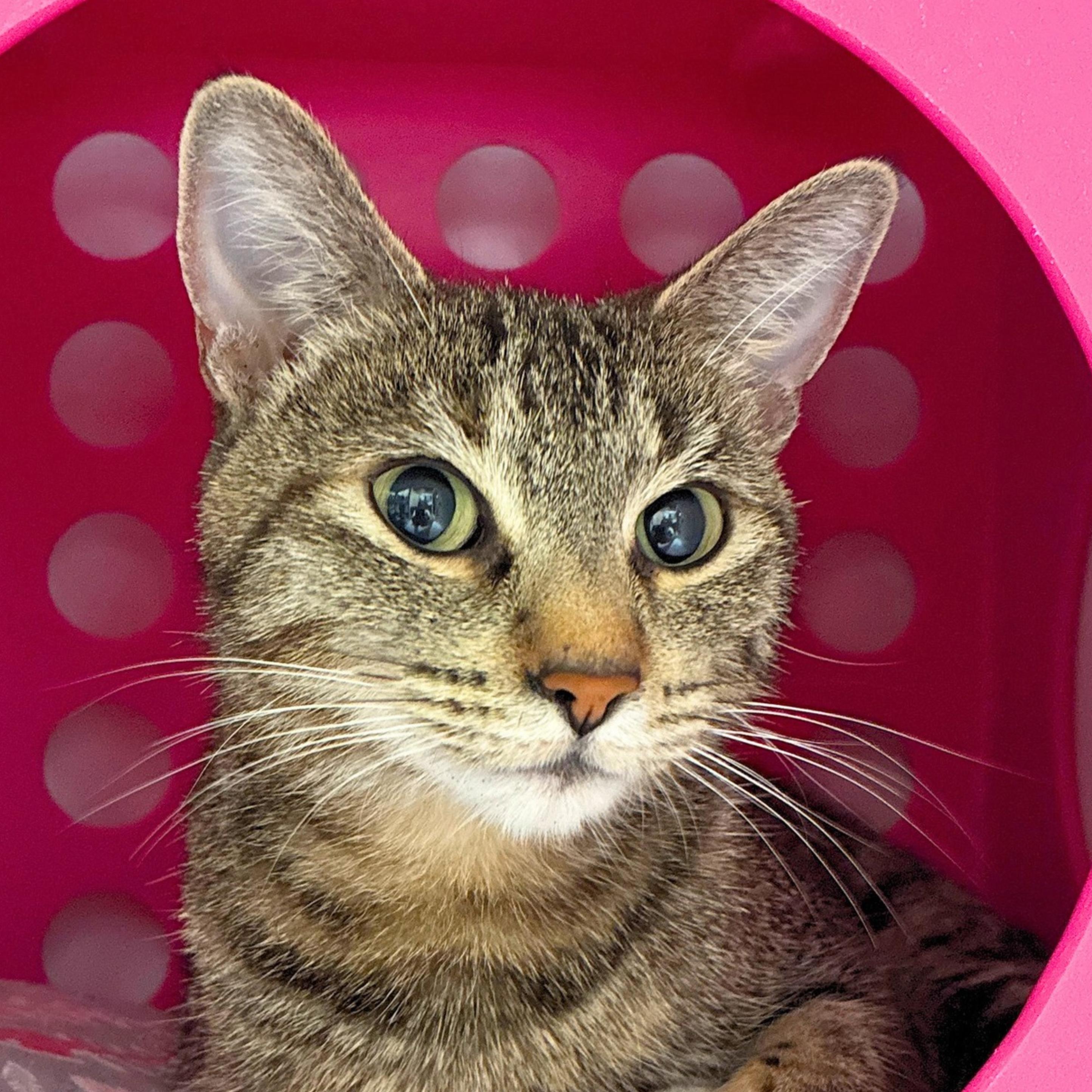 Enlarge Fleur, a Adoptable mixed breed in Santa Fe, NM image 3/3