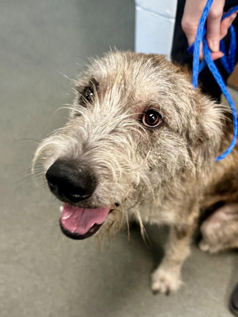 DA 3 Scarecrow, Adoptable, Young Male Irish Wolfhound & Terrier.