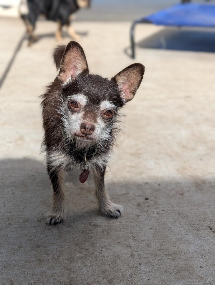 Enlarge Betty, a Adoptable Chihuahua in Roseville, CA image 1/5