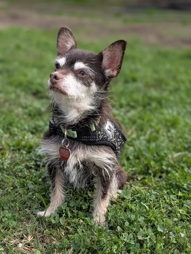 Betty, a Adoptable Chihuahua in Roseville, CA image 1/4