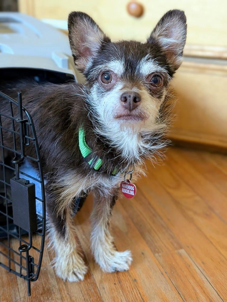 Enlarge Betty, a Adoptable Chihuahua in Roseville, CA image 2/5