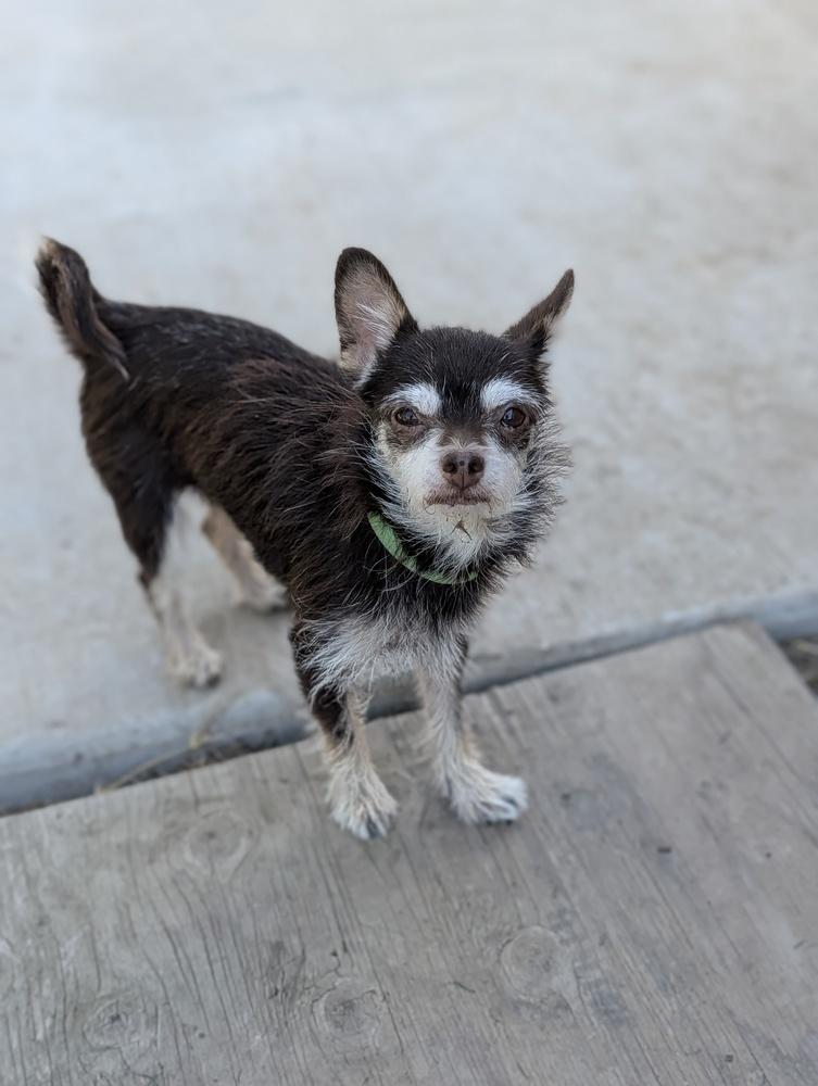 Betty, Adopted, Adult Female Chihuahua.