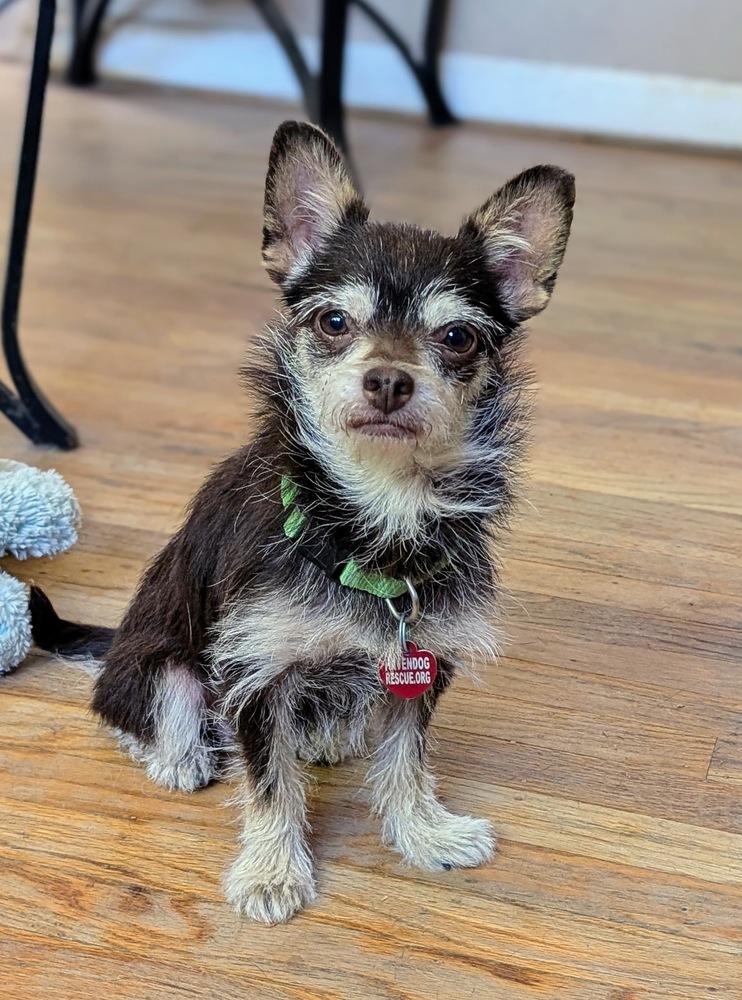 Enlarge Betty, a Adoptable Chihuahua in Roseville, CA image 4/5