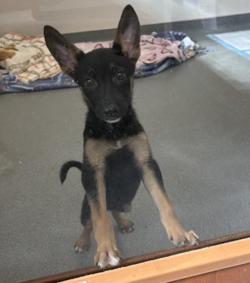 KHALEESI, Adoptable, Adult Female German Shepherd Dog.