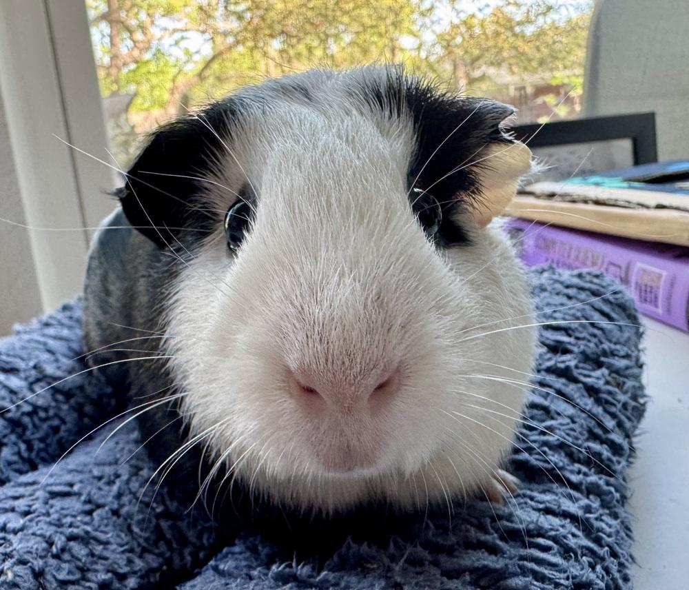 Enlarge Chica, an adoptable Guinea Pig in Austin, TX image 5/6