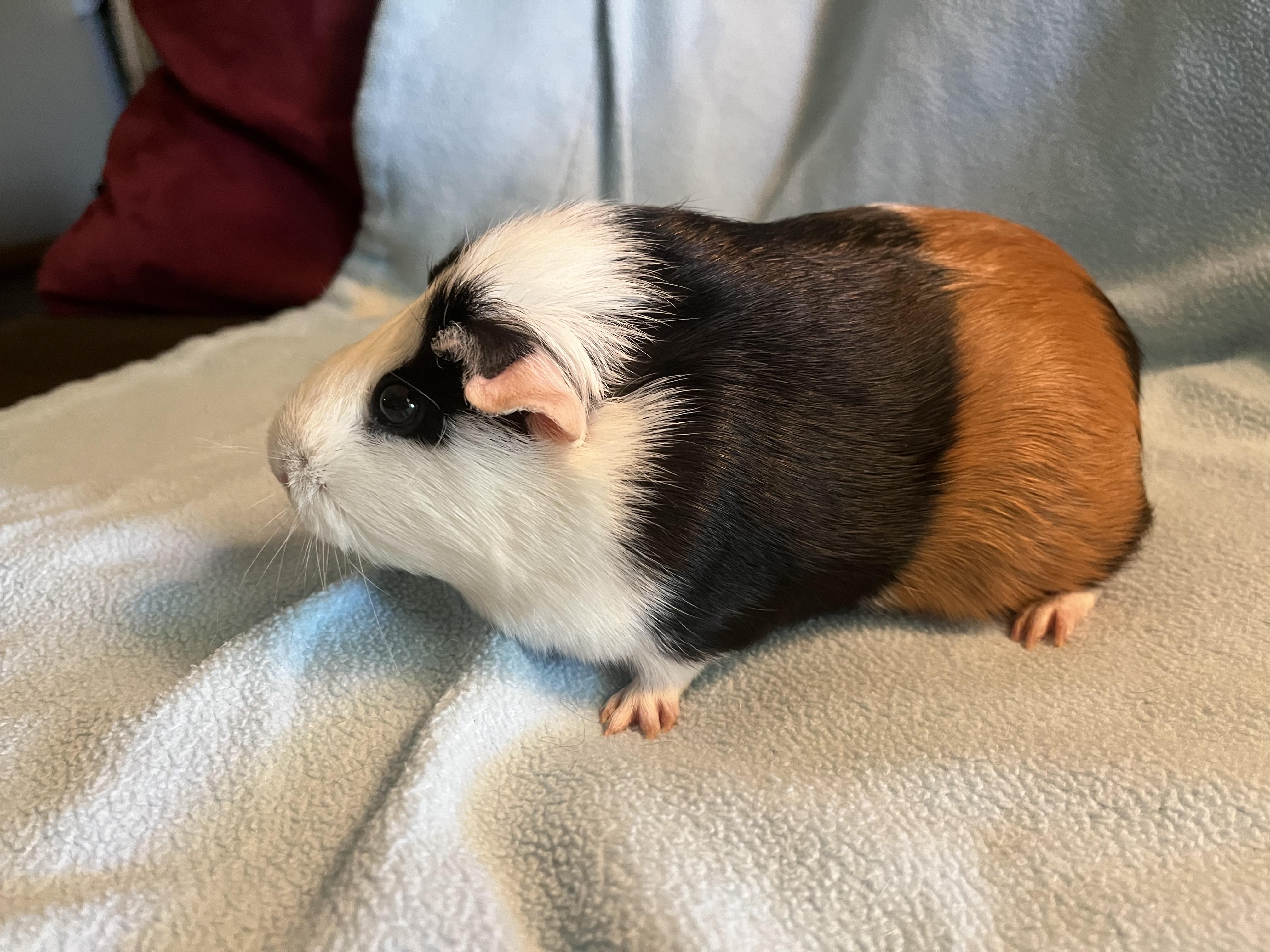 Enlarge Chica, an adoptable Guinea Pig in Austin, TX image 4/6