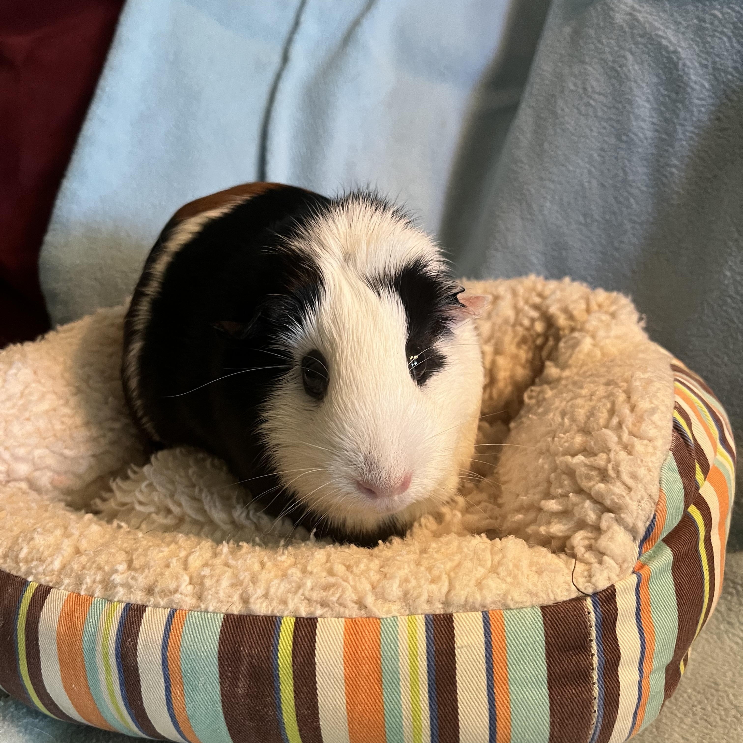 Chica, adoptable, Adult Female Guinea Pig.
