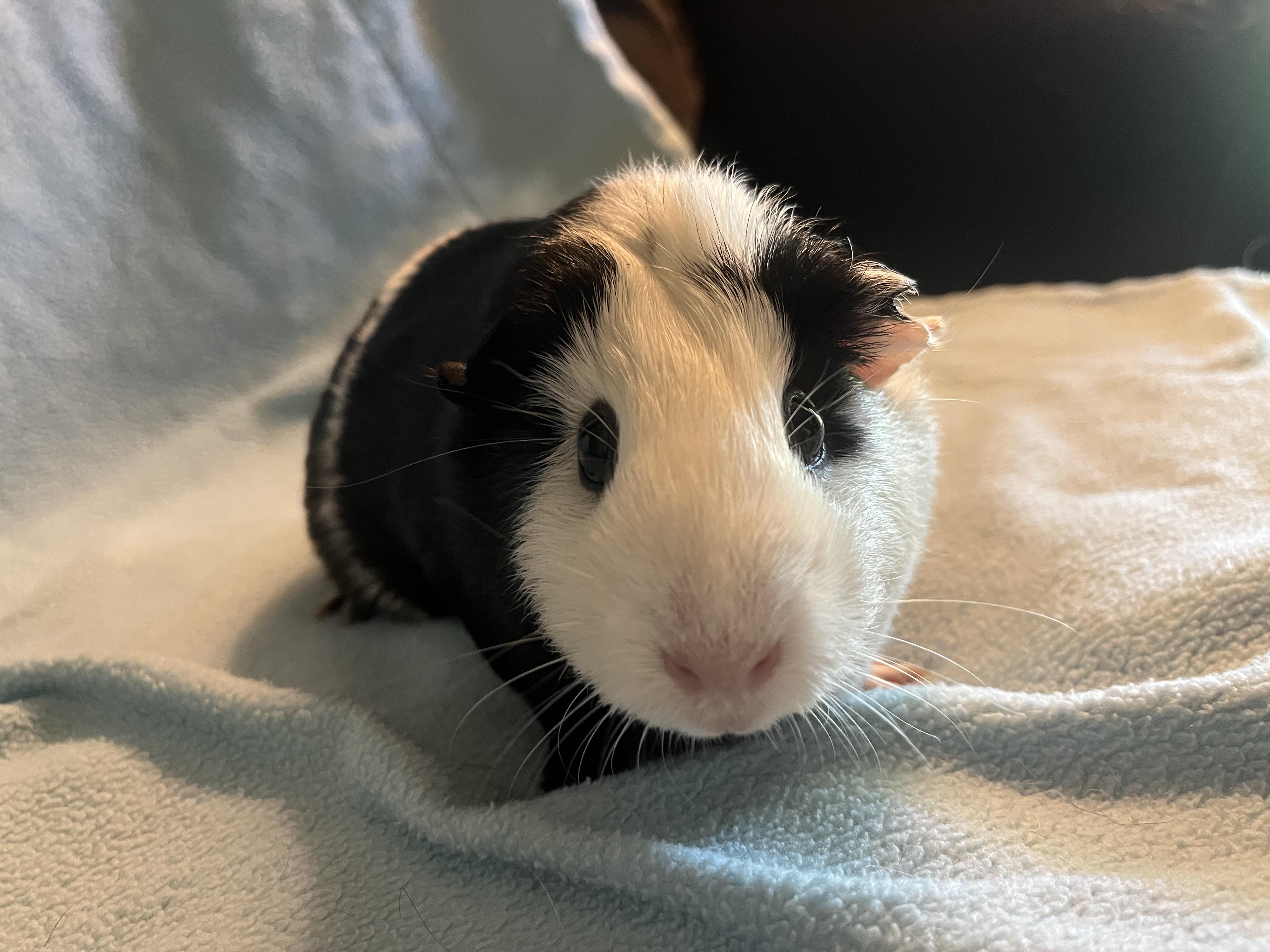 Enlarge Chica, an adoptable Guinea Pig in Austin, TX image 6/6