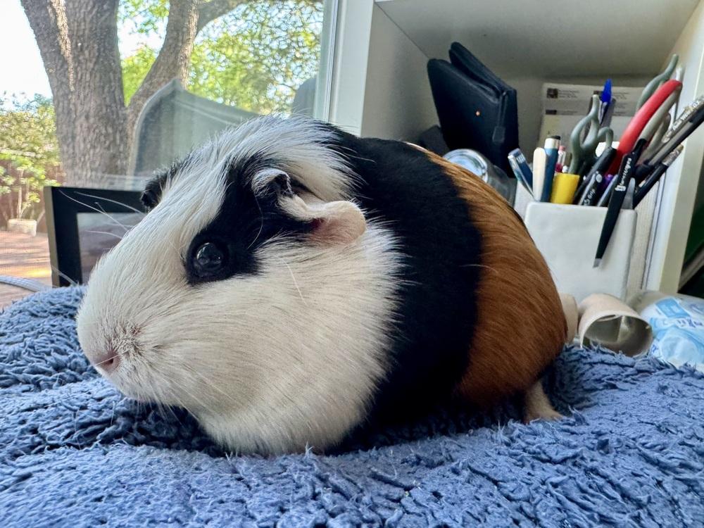 Enlarge Chica, an adoptable Guinea Pig in Austin, TX image 2/6