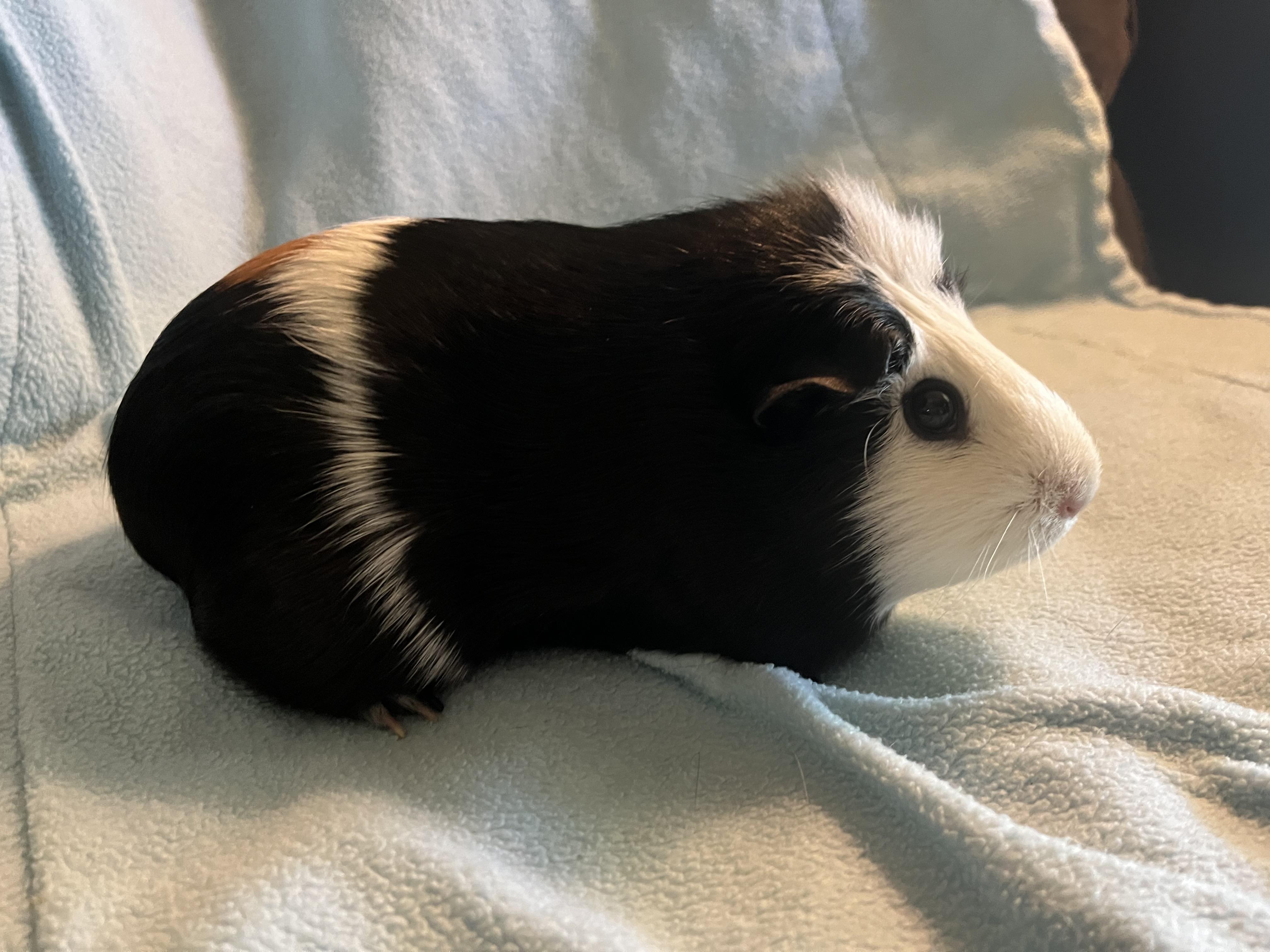 Enlarge Chica, an adoptable Guinea Pig in Austin, TX image 3/6