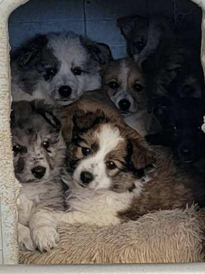 Enlarge 7 girls & 2 boys, a ADOPTABLE mixed breed in Richland Center, WI image 3/3