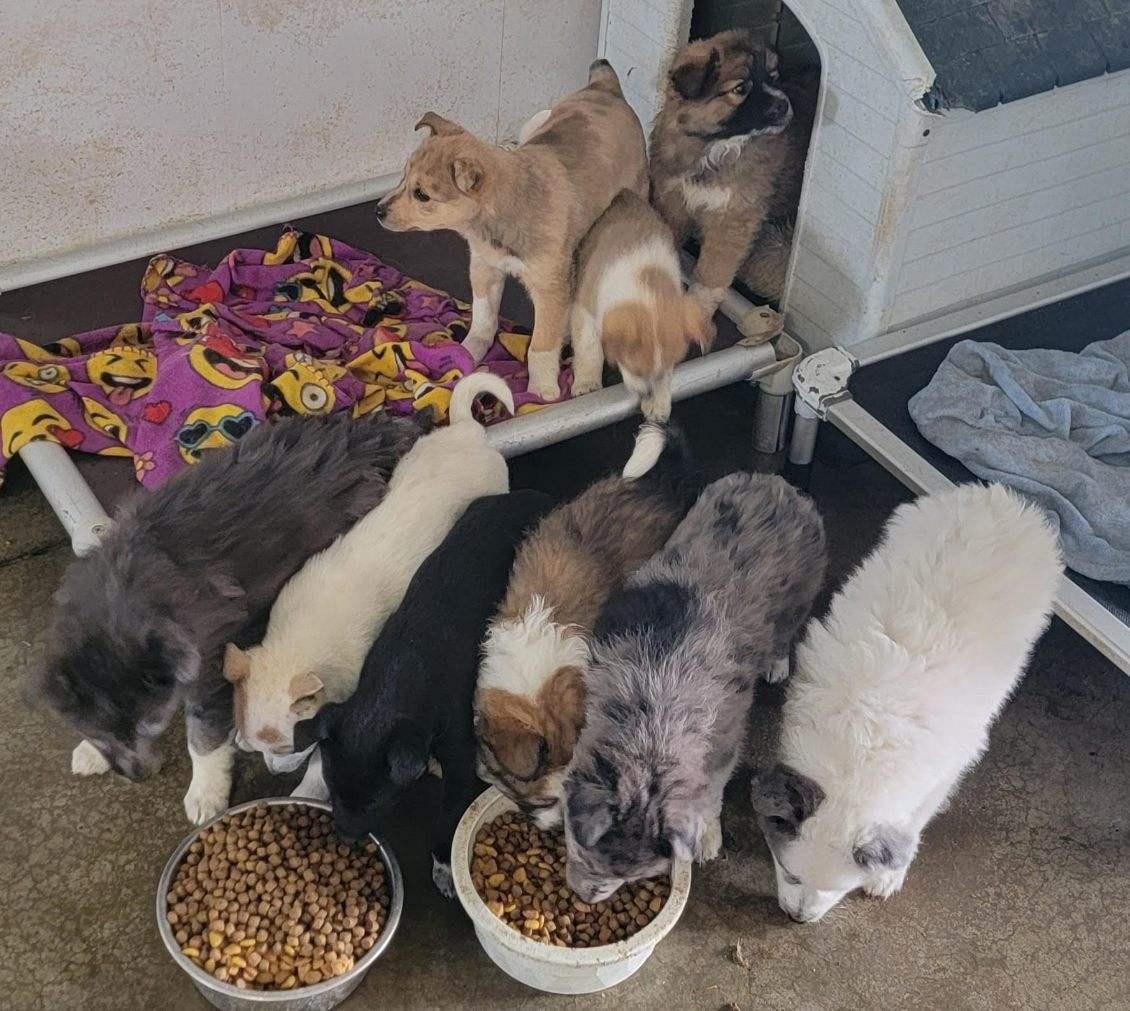 Enlarge 7 girls & 2 boys, a ADOPTABLE mixed breed in Richland Center, WI image 2/3