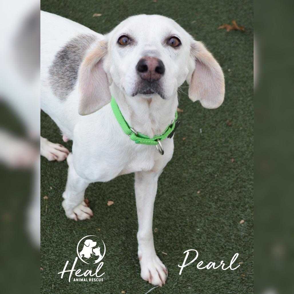 Enlarge Pearl, a Adoptable mixed breed in Youngwood, PA image 1/5