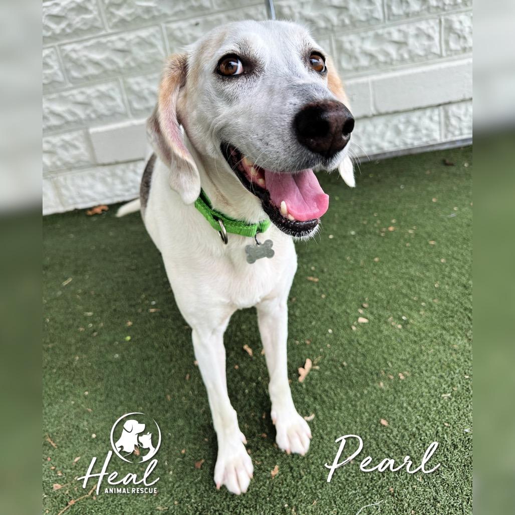 Enlarge Pearl, a Adoptable mixed breed in Youngwood, PA image 2/5