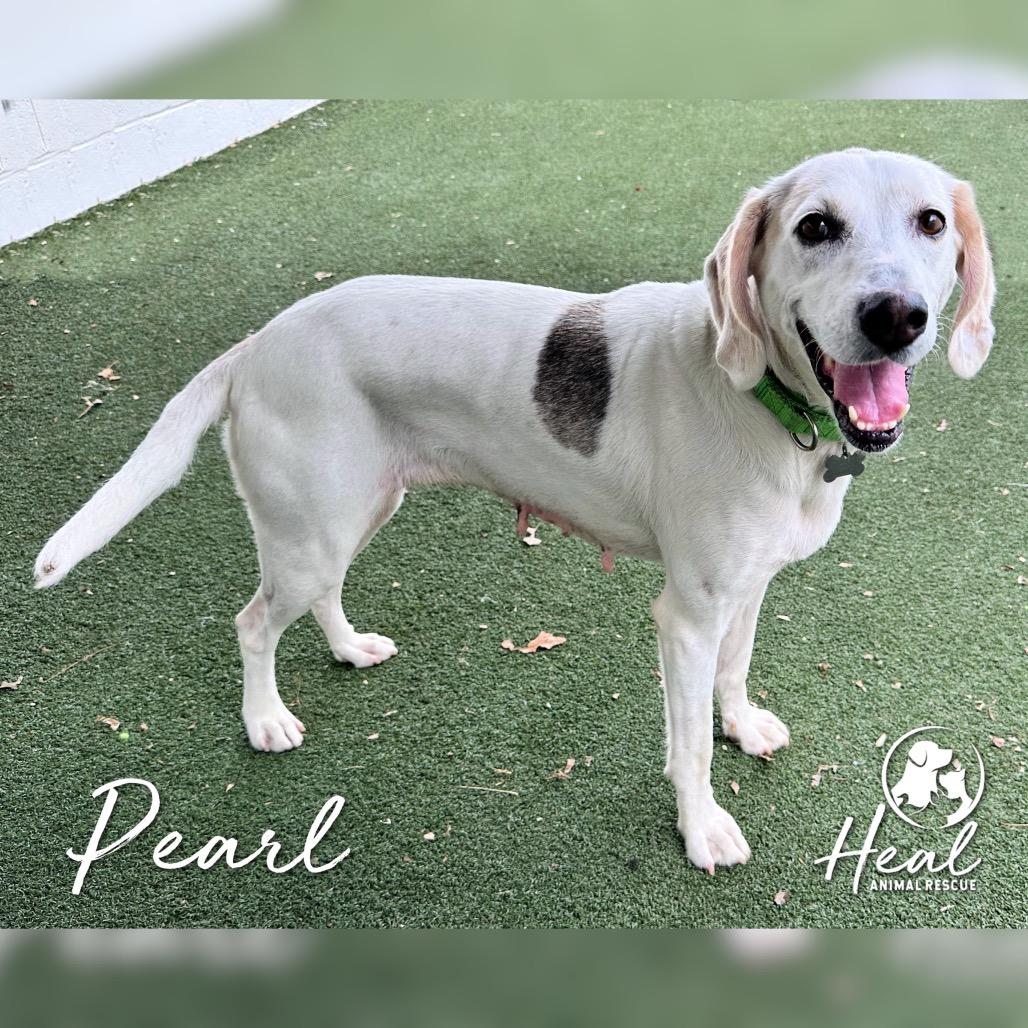 Enlarge Pearl, a Adoptable mixed breed in Youngwood, PA image 3/5