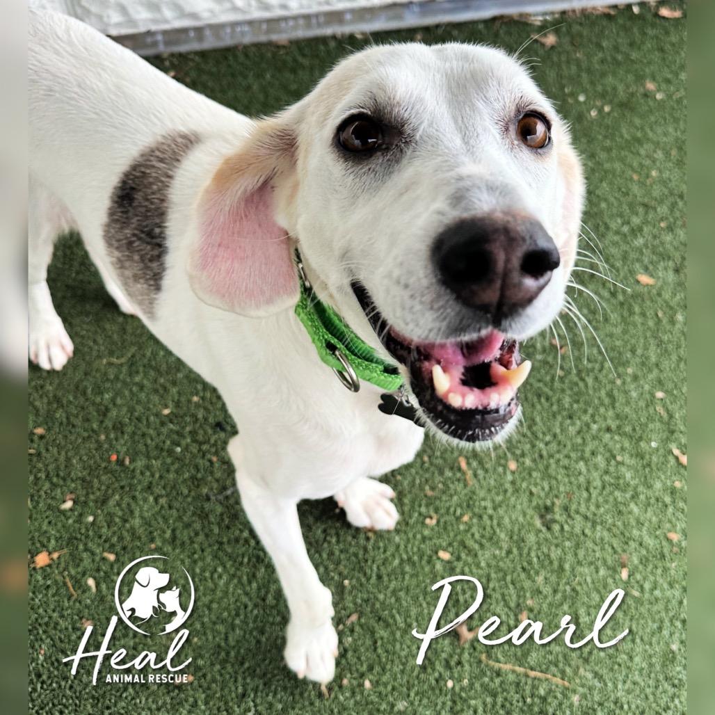 Enlarge Pearl, a Adoptable mixed breed in Youngwood, PA image 4/5