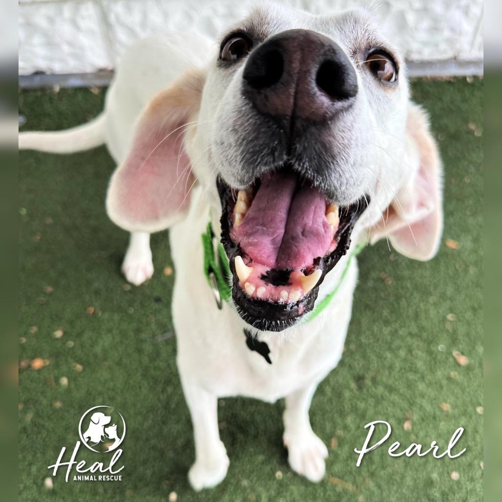 Enlarge Pearl, a Adoptable mixed breed in Youngwood, PA image 5/5