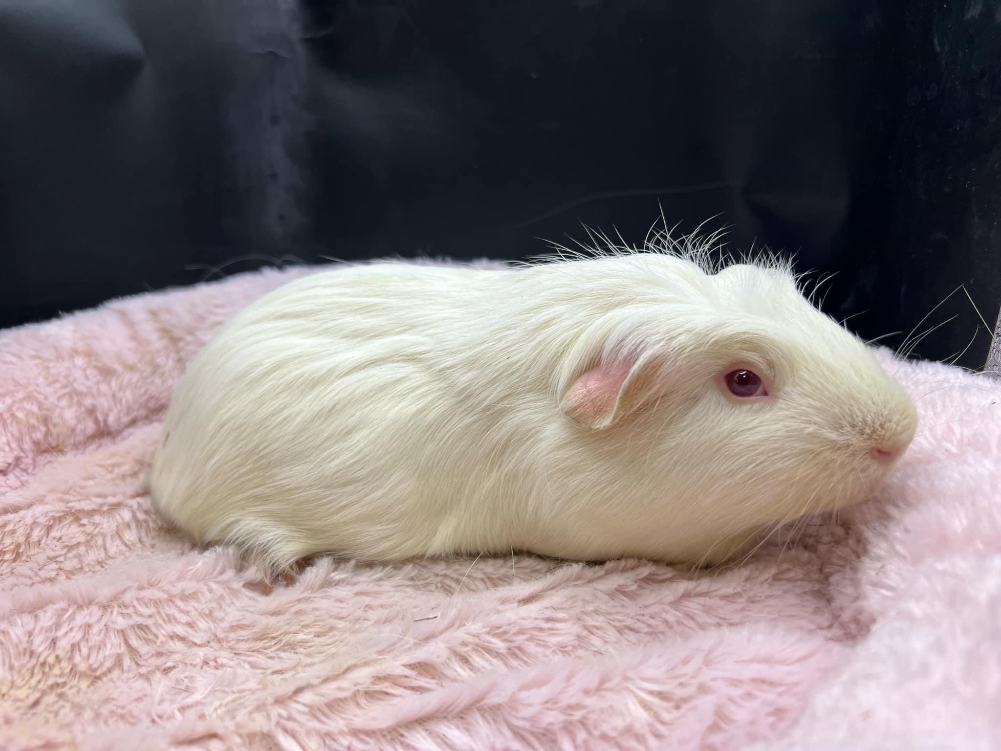 Enlarge Wilson, a Adopted Guinea Pig in Eagle River, AK image 2/3