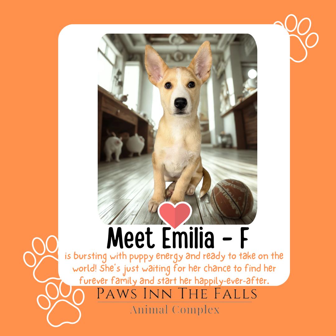 Emilia, ADOPTABLE, Puppy Female Mixed Breed.