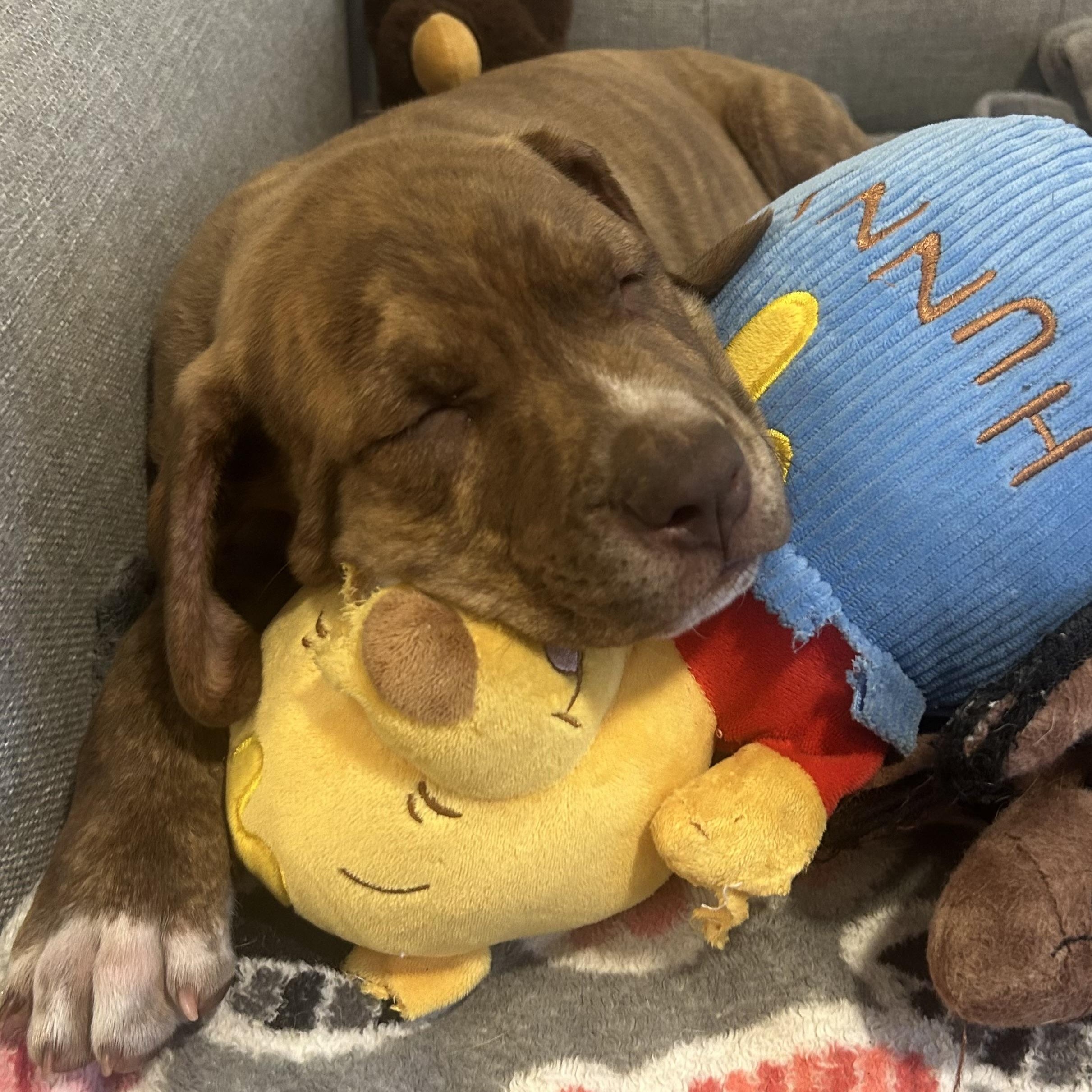 Chili, a Adoptable mixed breed in Rock Hill, SC image 3/6