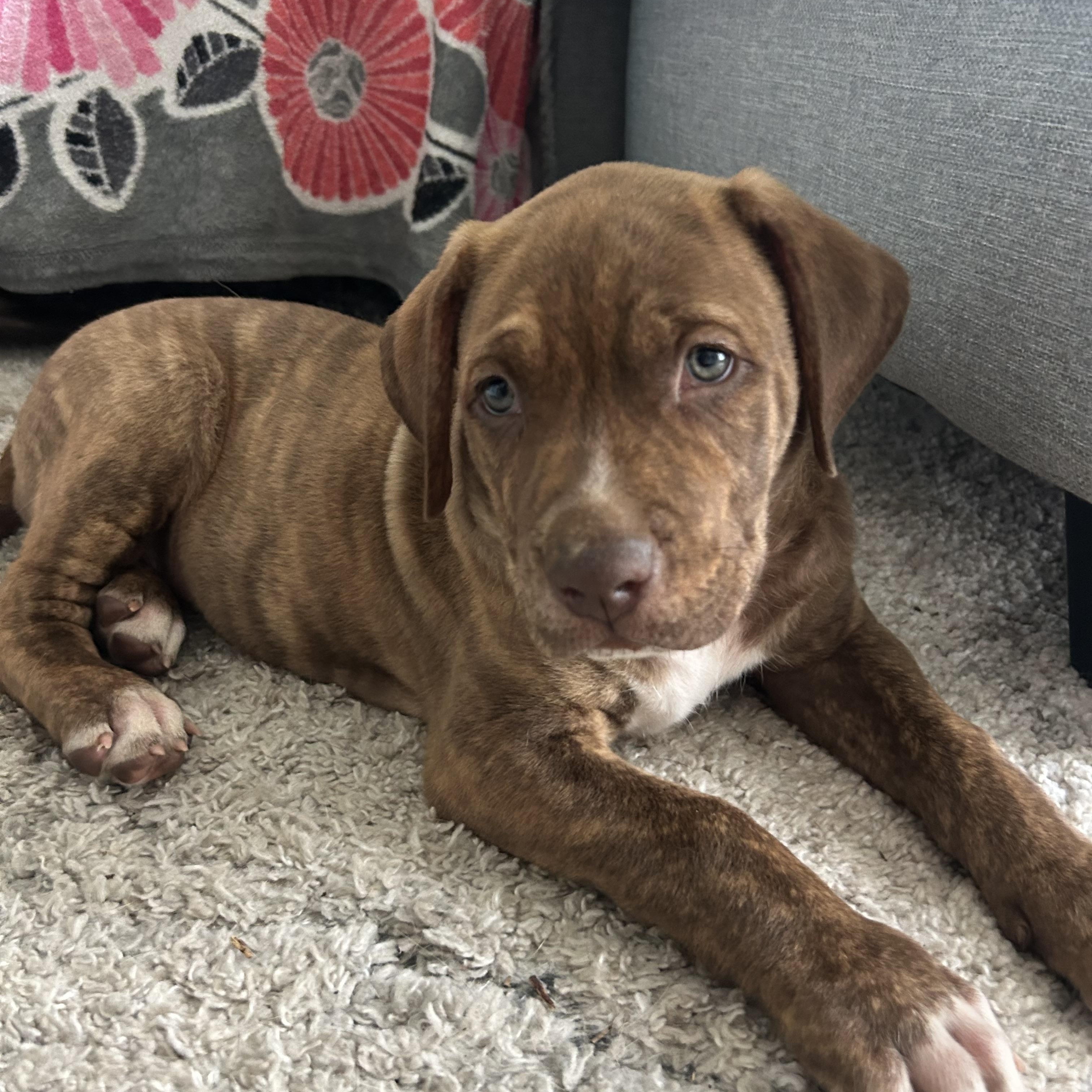 Chili, a Adoptable mixed breed in Rock Hill, SC image 5/6