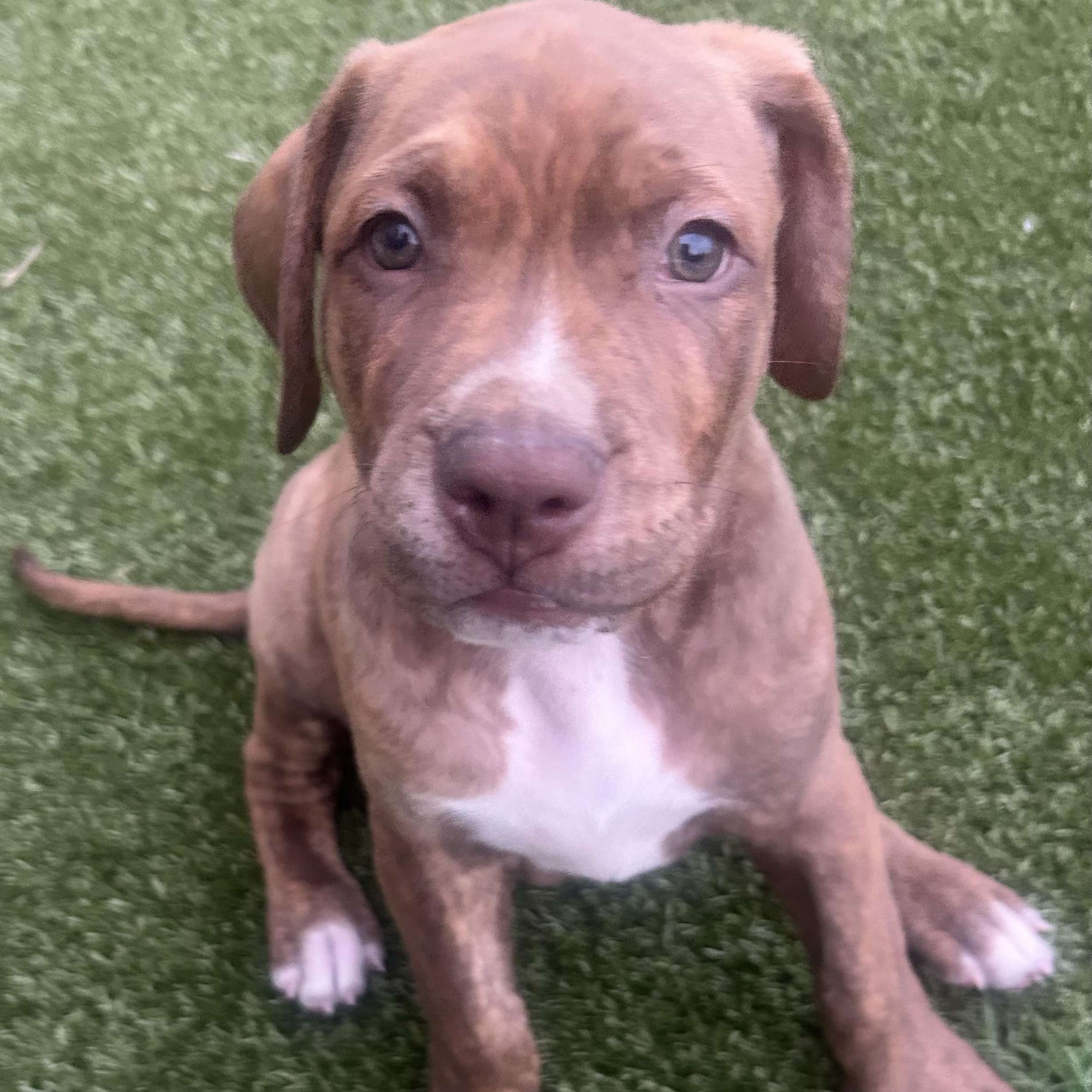 Chili, a Adoptable mixed breed in Rock Hill, SC image 2/6