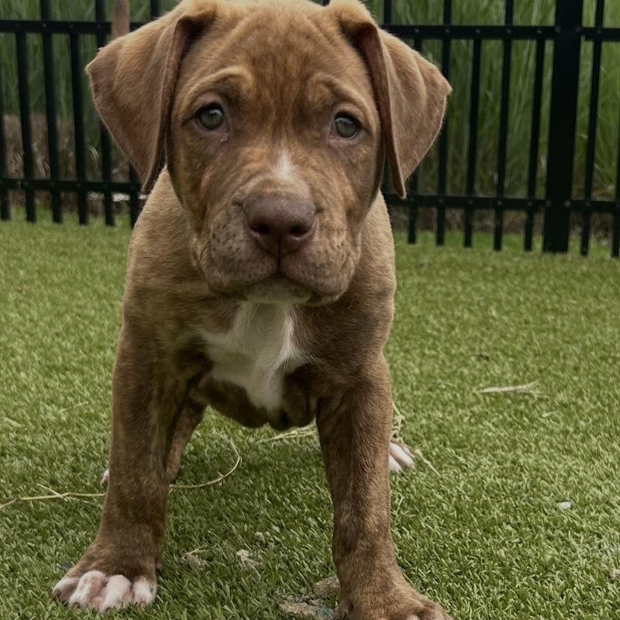 Chili, Adoptable, Puppy Male Shepherd & Rottweiler.