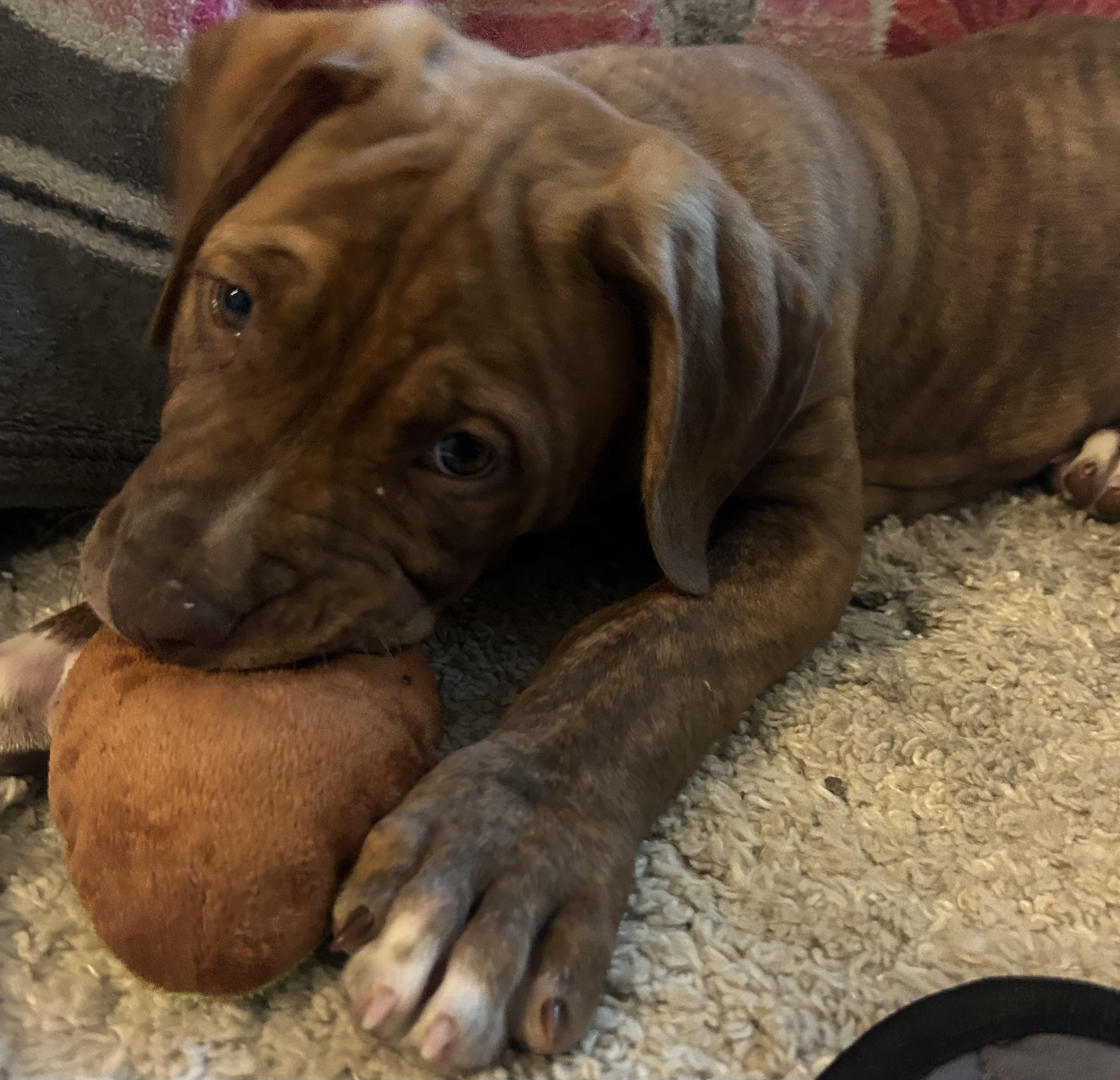 Chili, a Adoptable mixed breed in Rock Hill, SC image 4/6