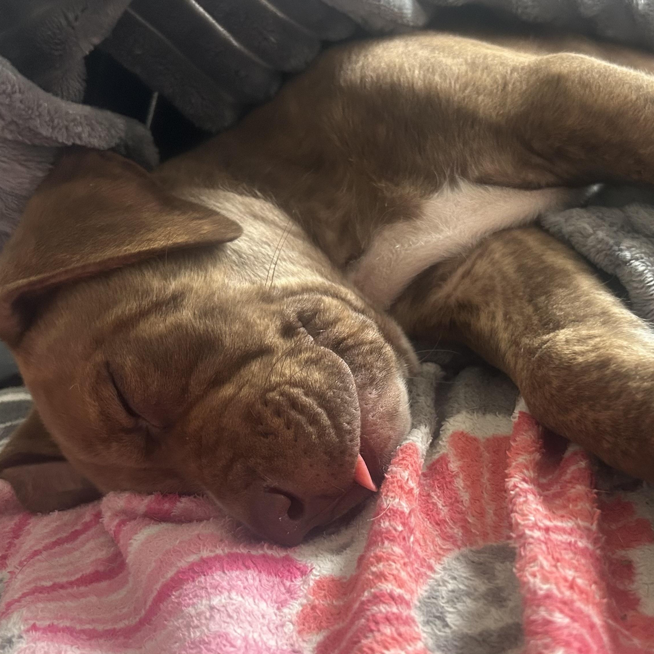 Chili, a Adoptable mixed breed in Rock Hill, SC image 6/6