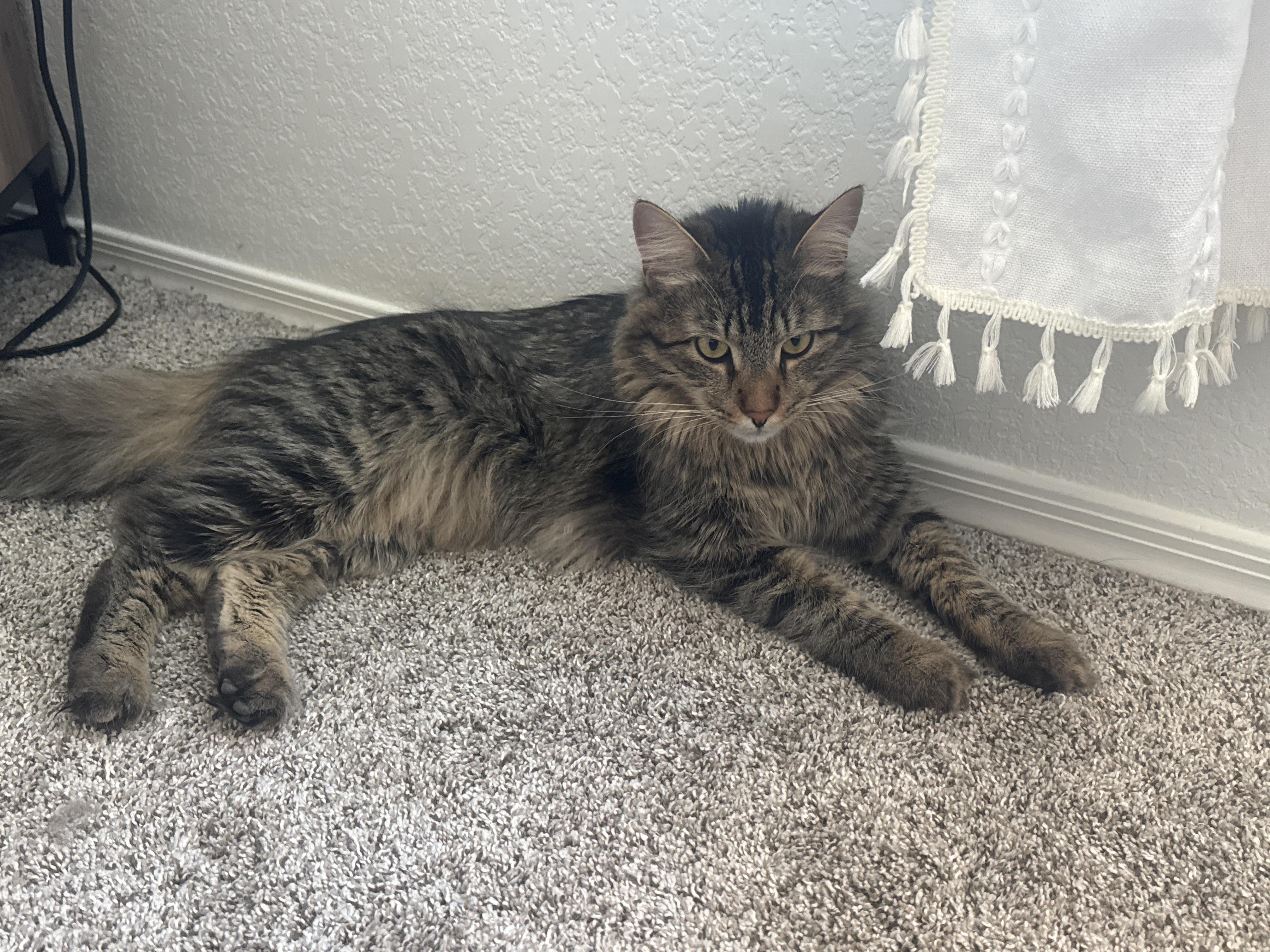 Enlarge Megatron NC, a ADOPTABLE Tabby in Phoenix, AZ image 1/1