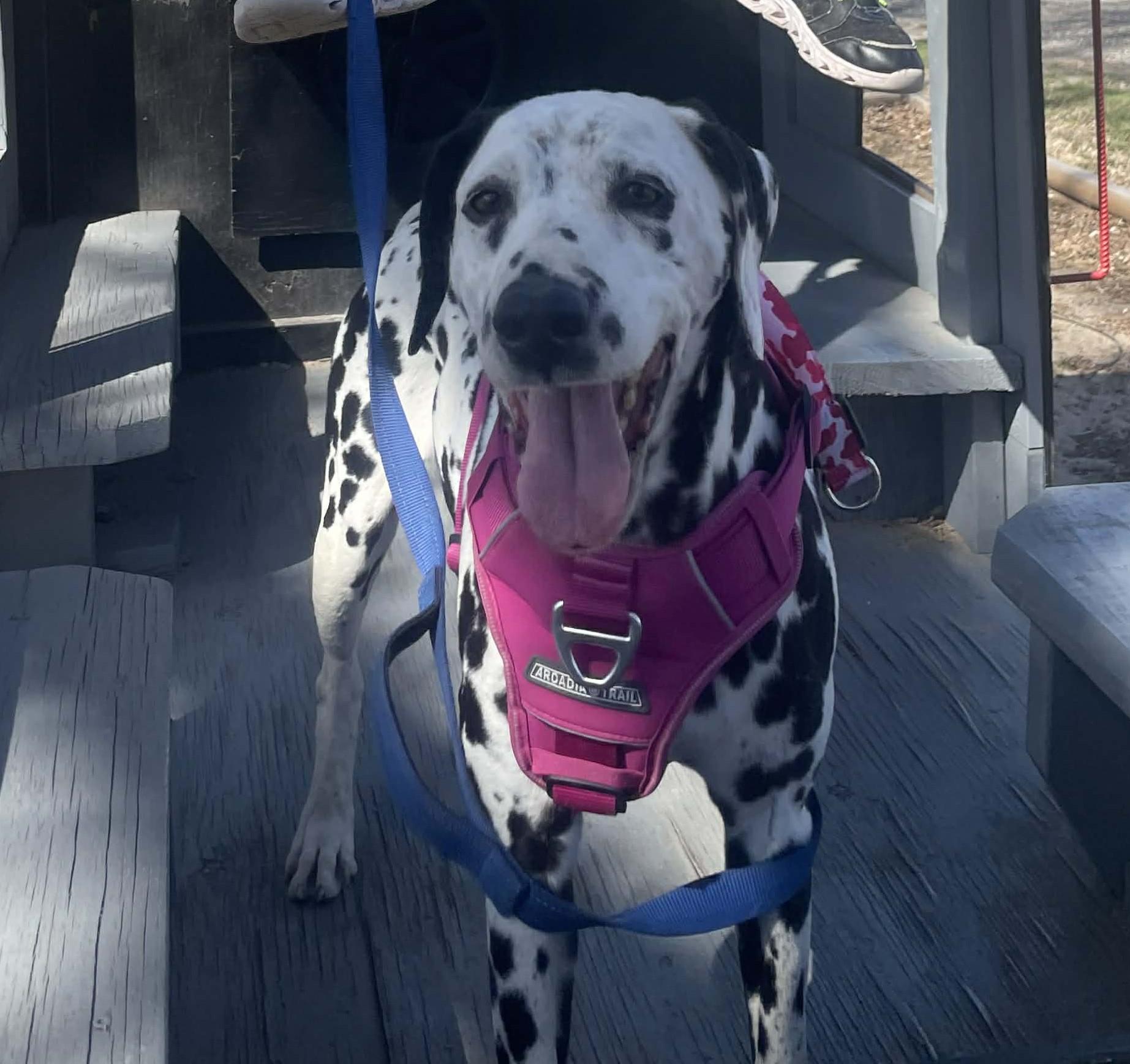 Enlarge Belle-Emporia, KS, a ADOPTABLE Dalmatian in Emporia, KS image 1/4