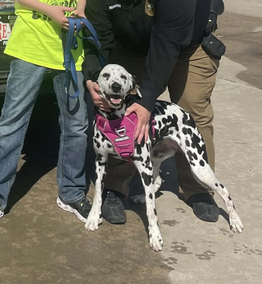 Enlarge Belle-Emporia, KS, a ADOPTABLE Dalmatian in Emporia, KS image 3/4