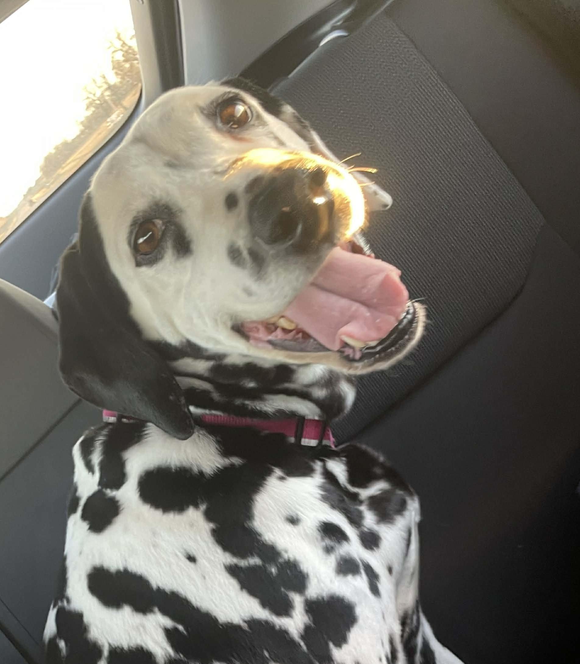 Enlarge Belle-Emporia, KS, a ADOPTABLE Dalmatian in Emporia, KS image 2/4