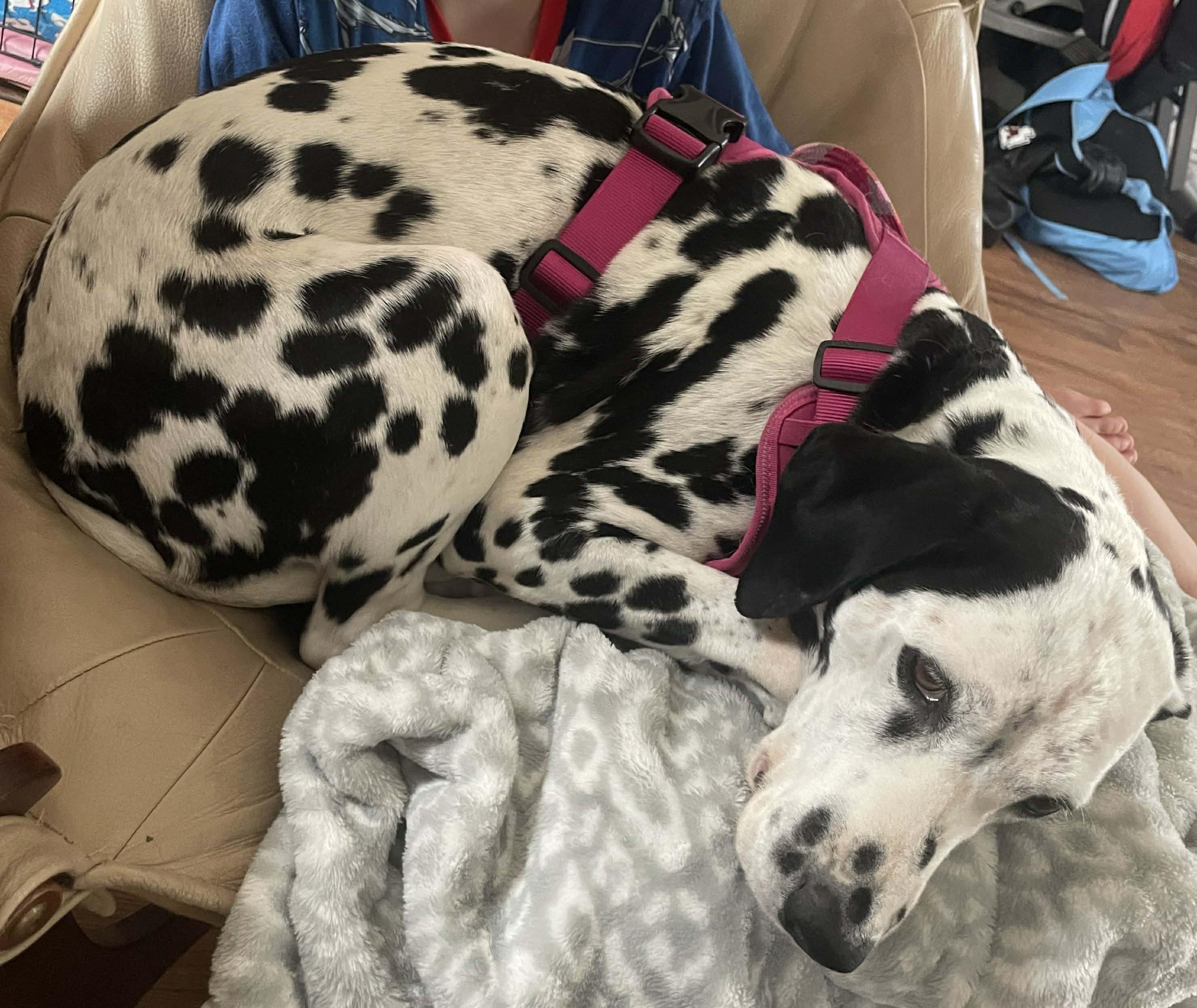 Enlarge Belle-Emporia, KS, a ADOPTABLE Dalmatian in Emporia, KS image 4/4