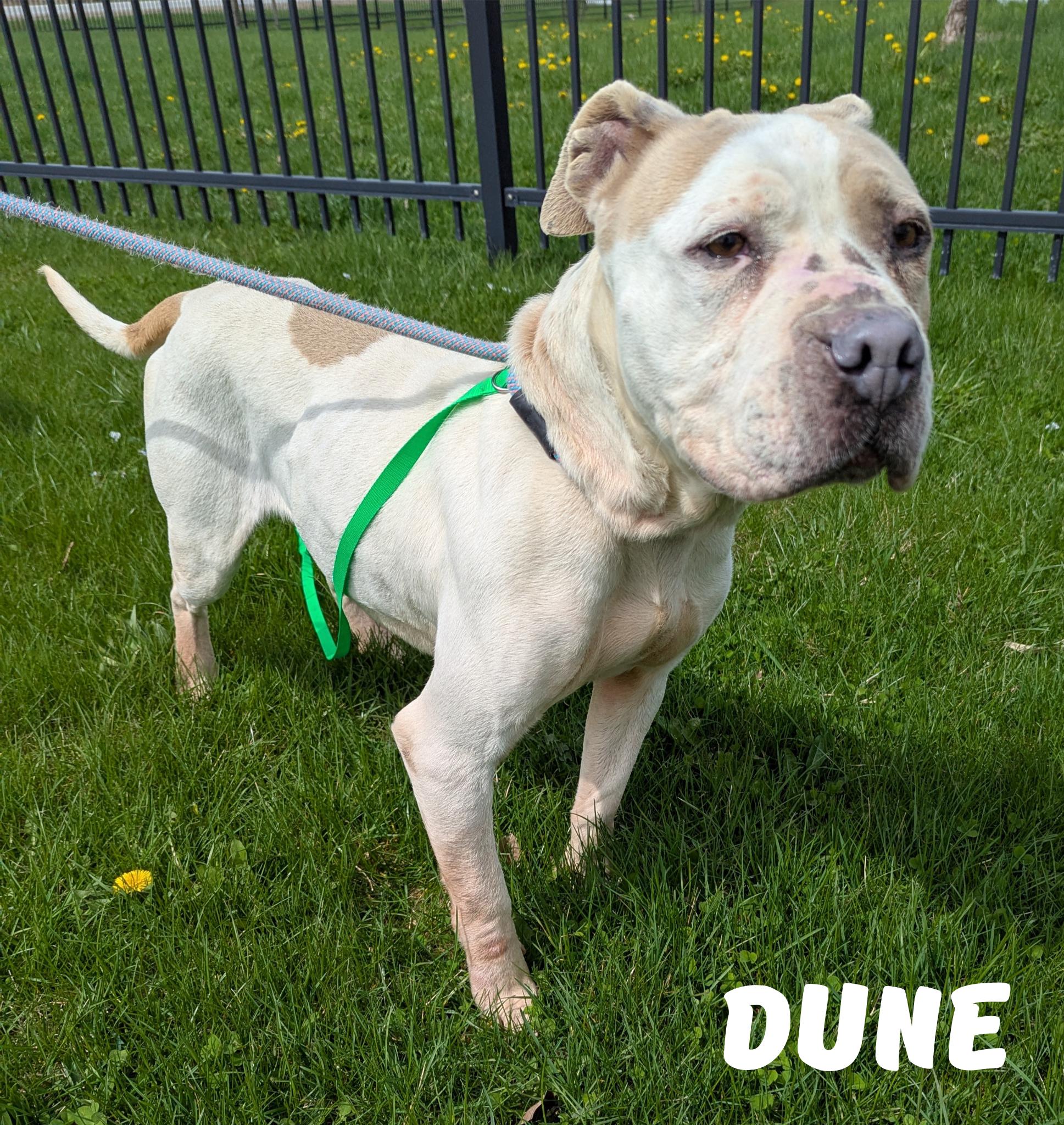 Enlarge Dune, a Adoptable mixed breed in Valparaiso, IN image 2/2