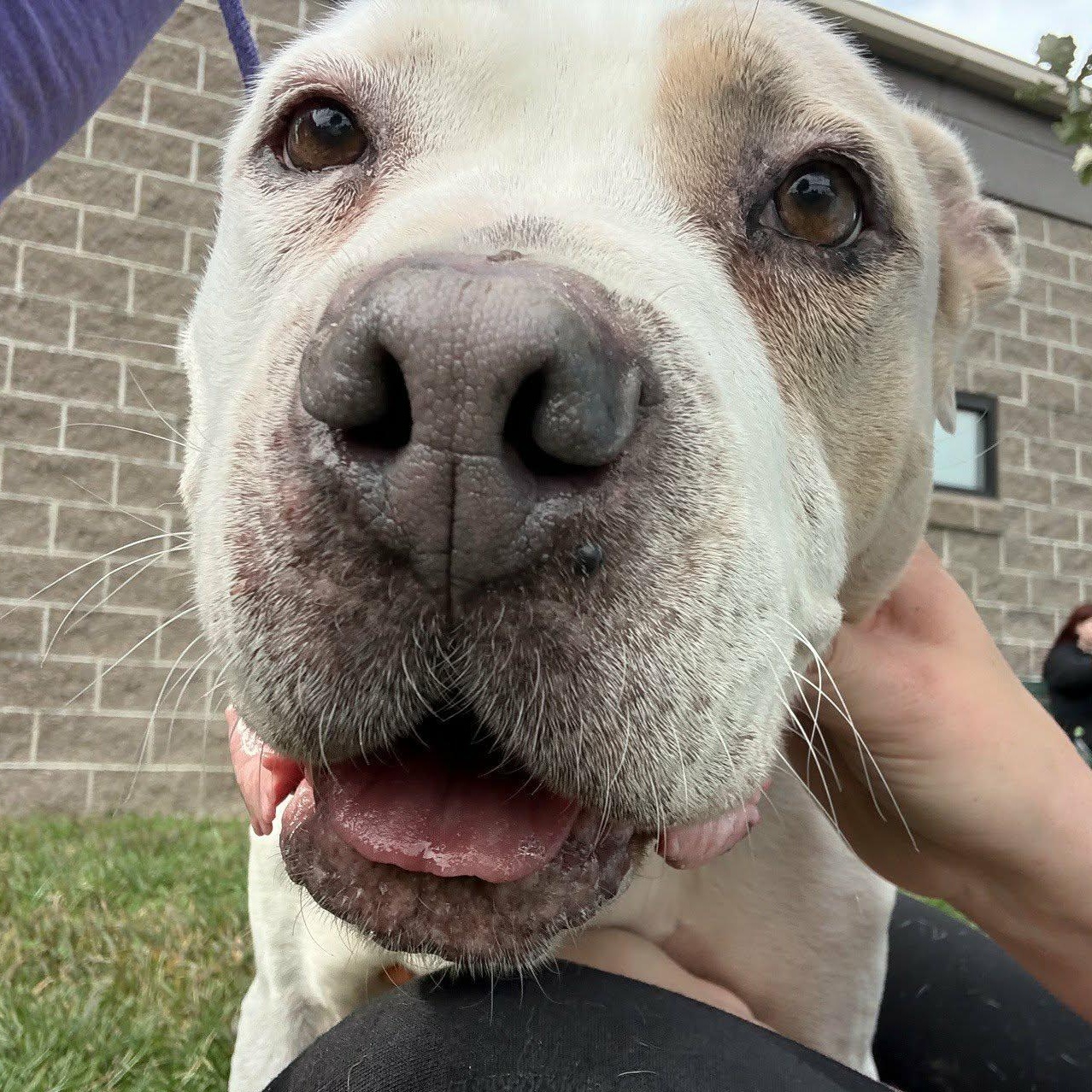Dune, Adoptable, Senior Male American Bulldog.