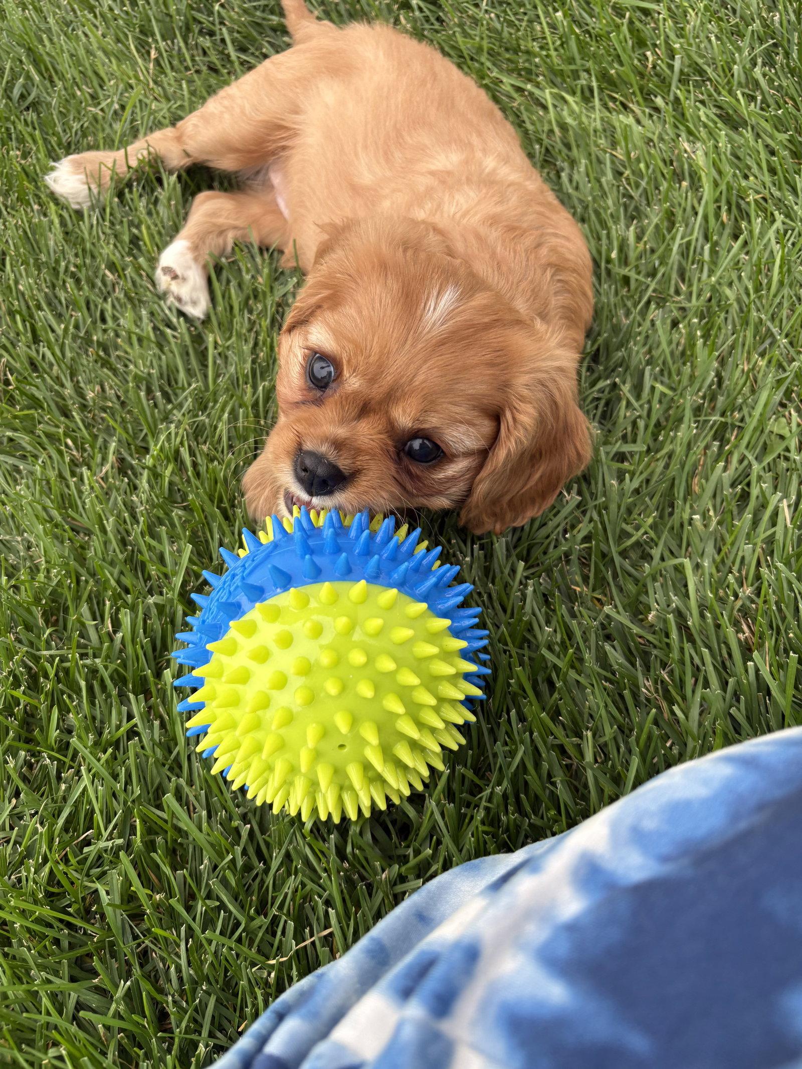 Peppermint Patty, Adoptable, Puppy Female Cavalier King Charles Spaniel.