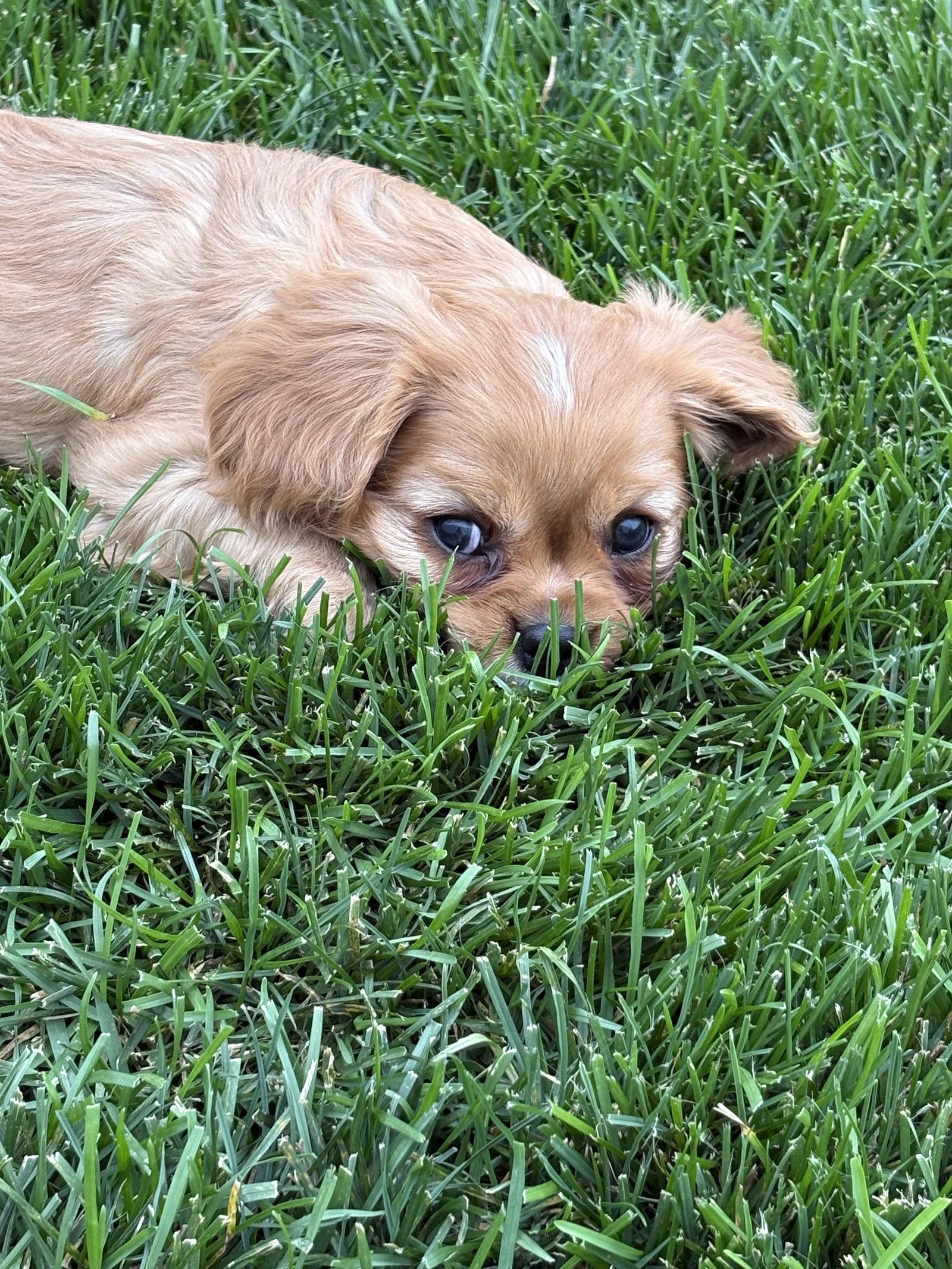 Enlarge Peppermint Patty, a Adoptable Cavalier King Charles Spaniel in Brandon, SD image 2/3