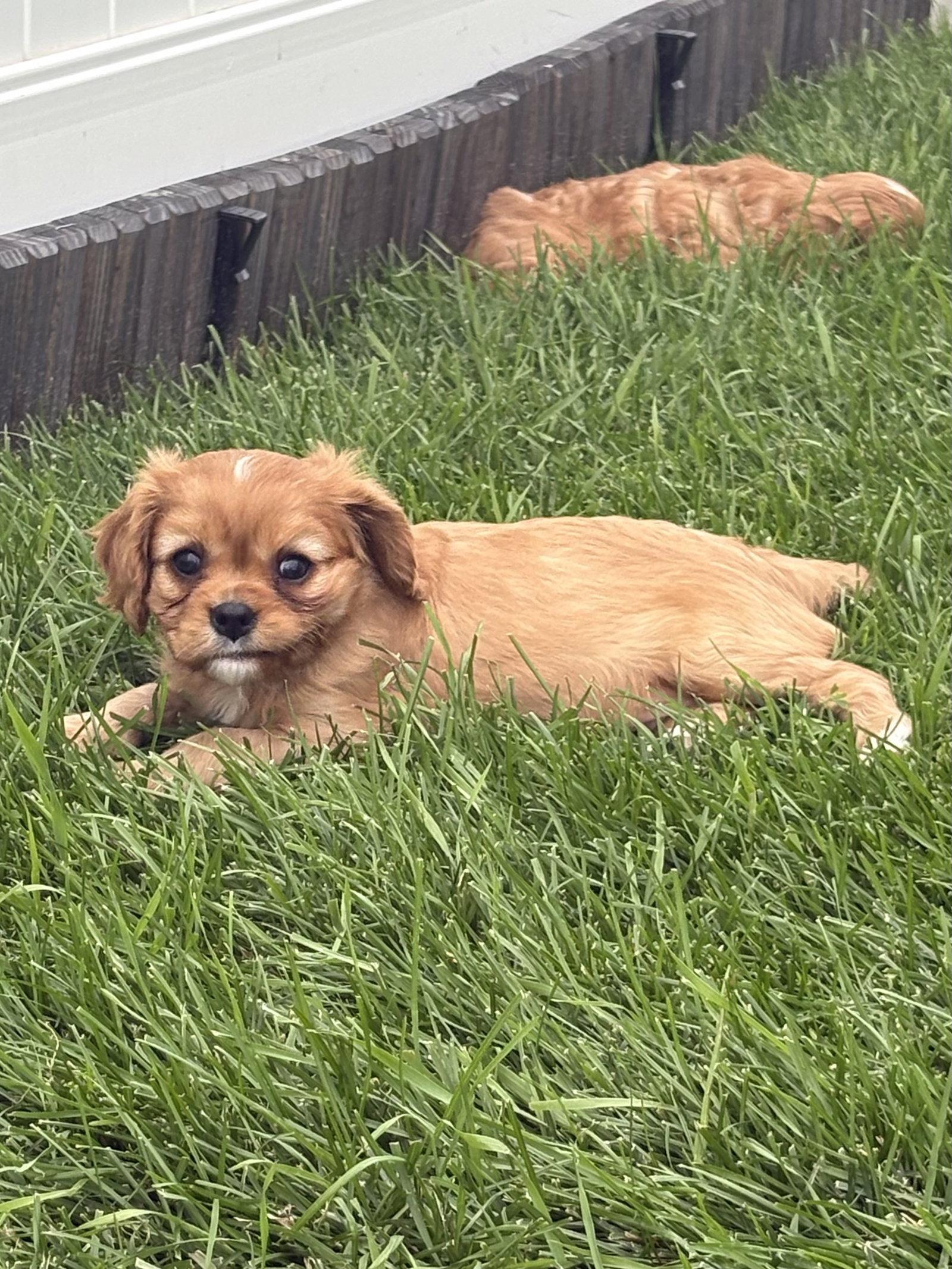Enlarge Peppermint Patty, a Adoptable Cavalier King Charles Spaniel in Brandon, SD image 3/3