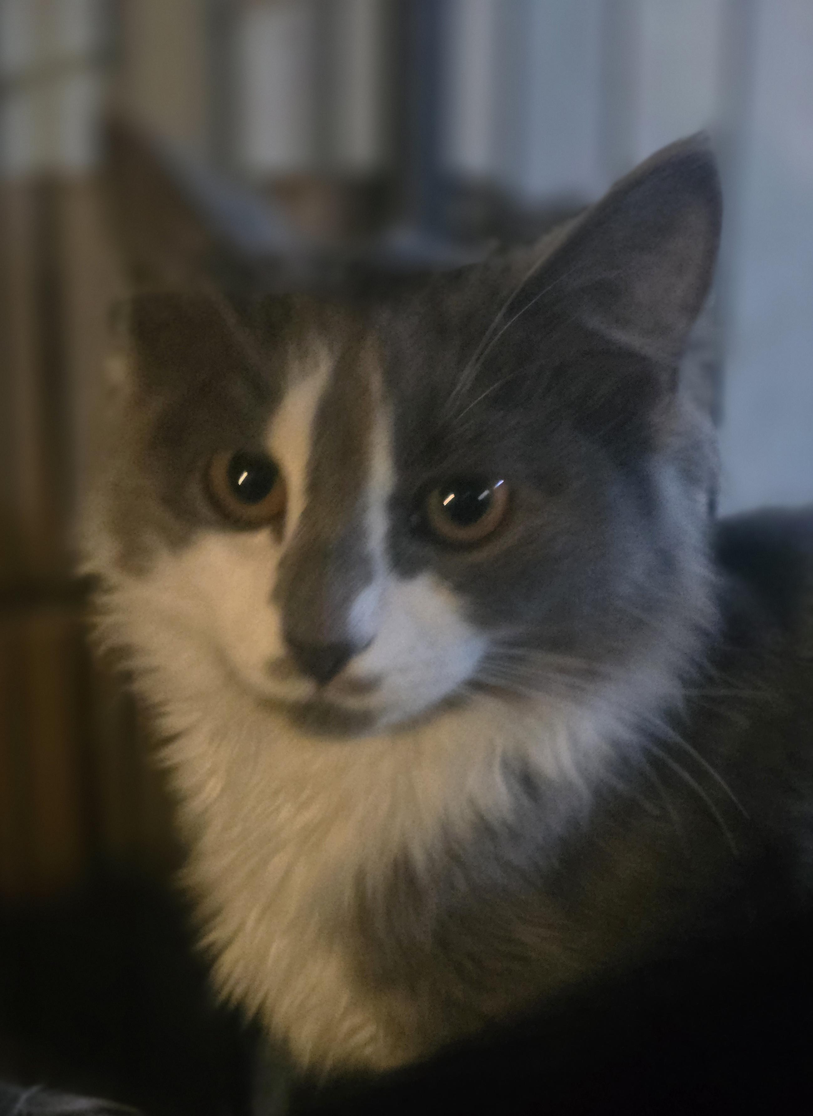 Enlarge Its Spooky Season (Spook), a Adopted Domestic Long Hair in Elizabeth, PA image 5/6