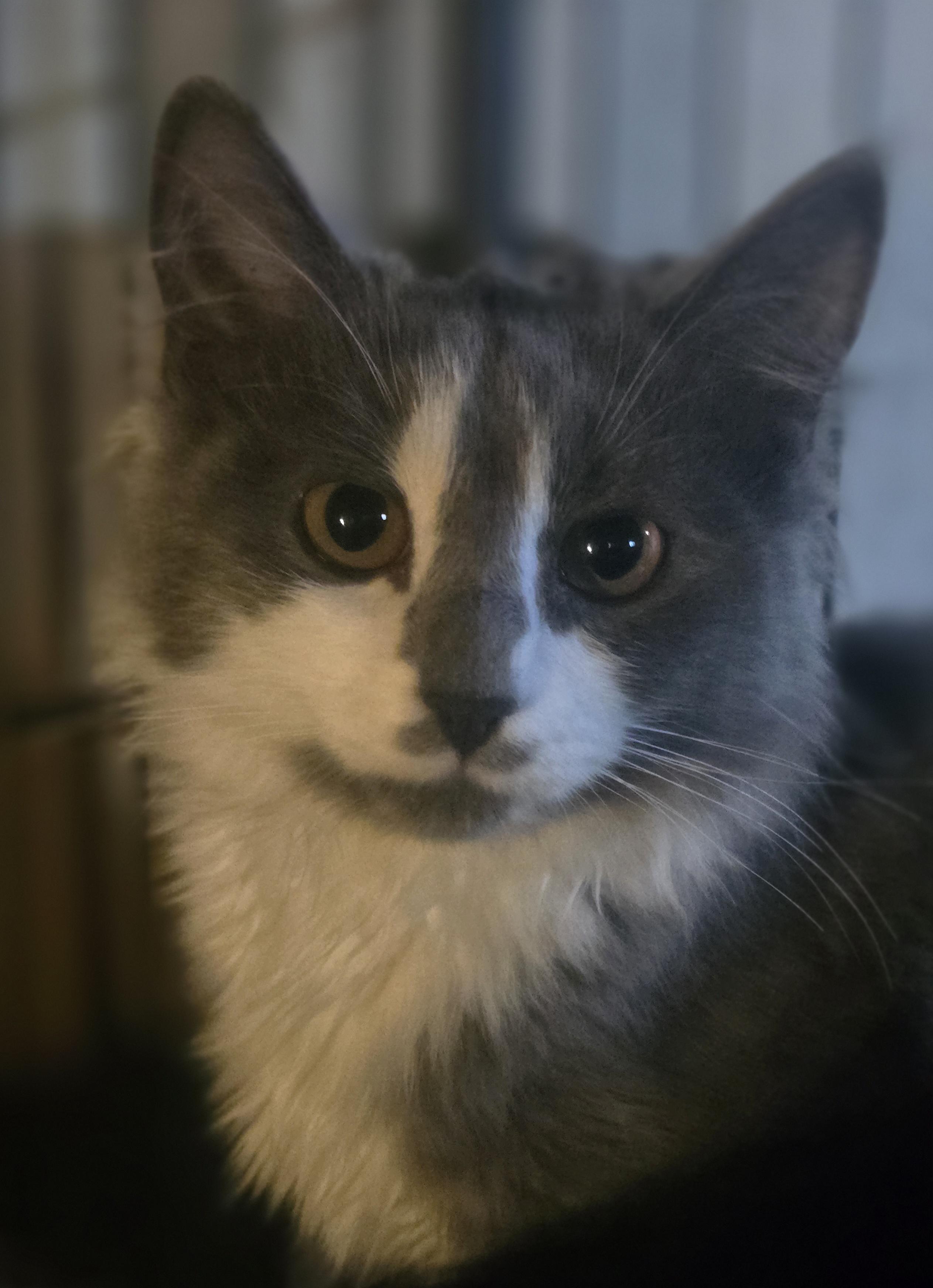 Its Spooky Season (Spook), Adopted, Kitten Female Domestic Long Hair.