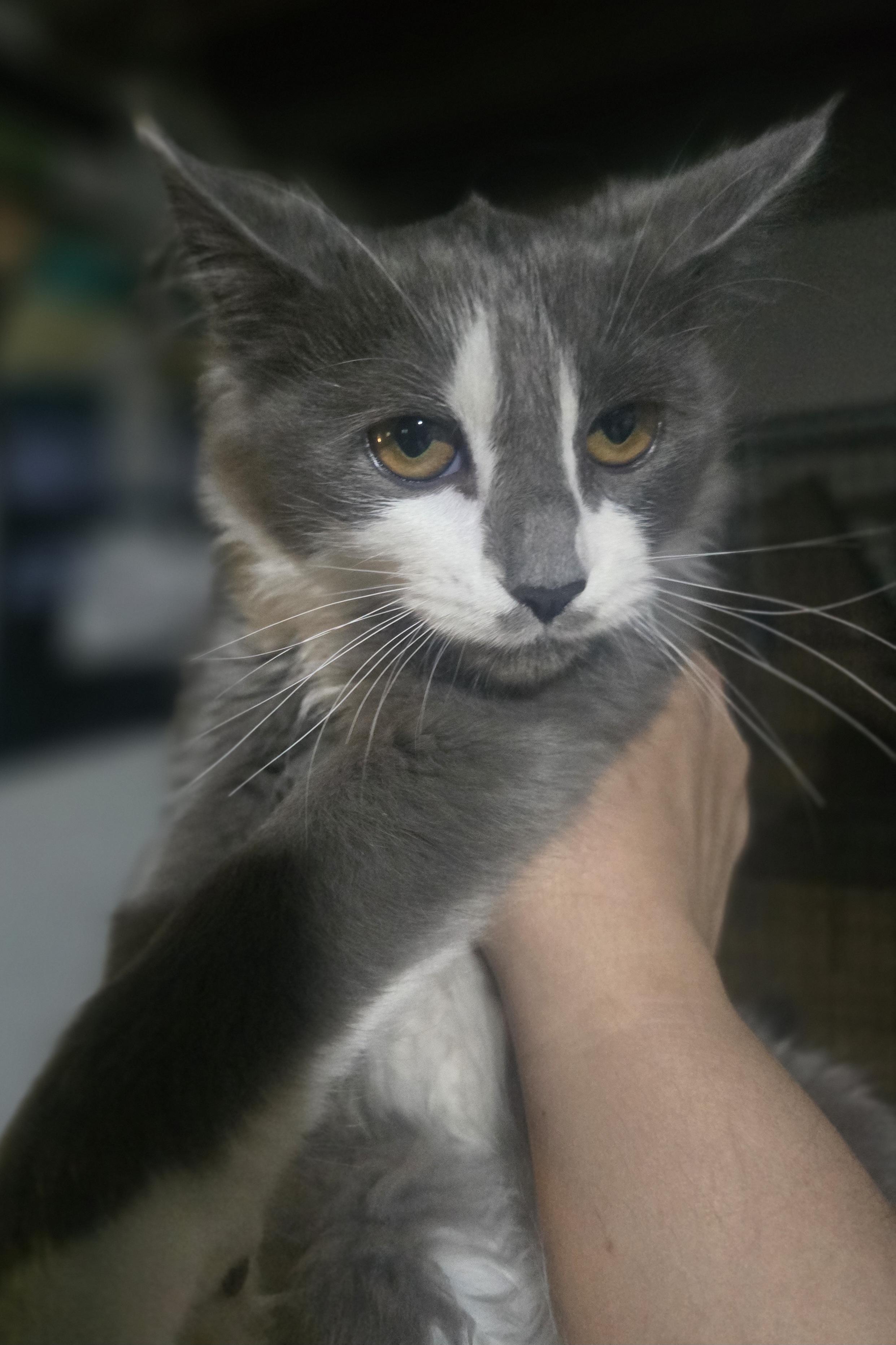 Enlarge Its Spooky Season (Spook), a Adopted Domestic Long Hair in Elizabeth, PA image 3/6